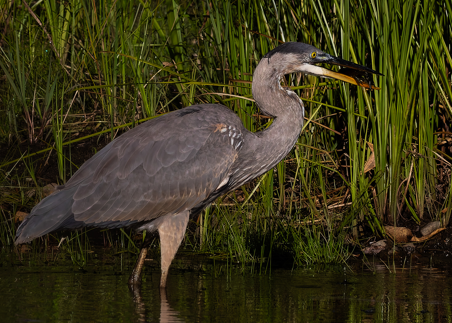 Great Blue Heron No4