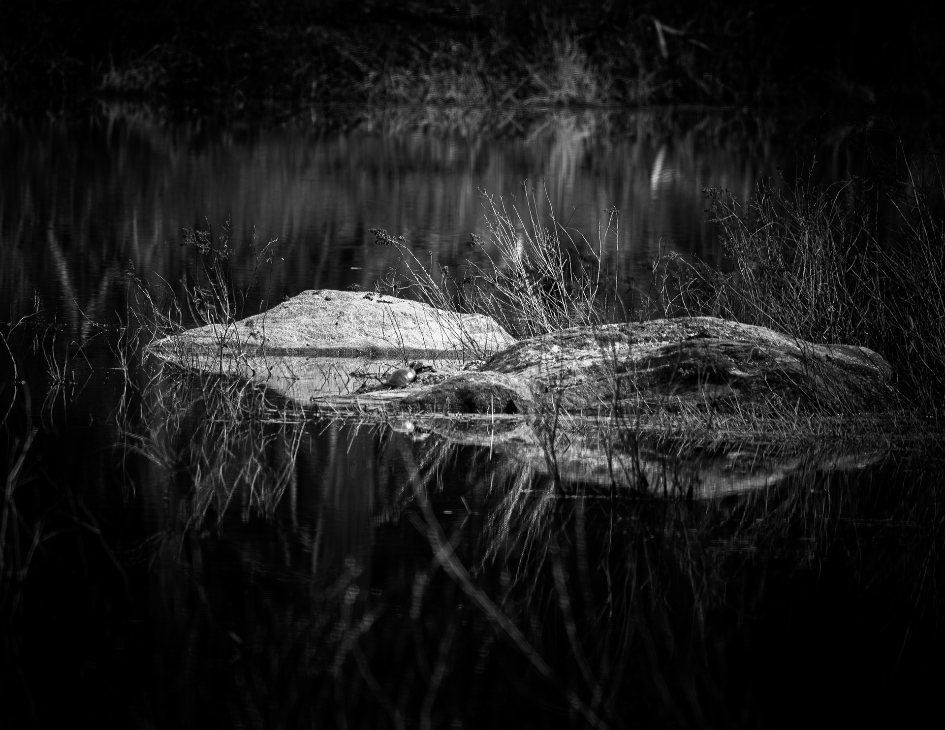 Factory Pond Reflections No2