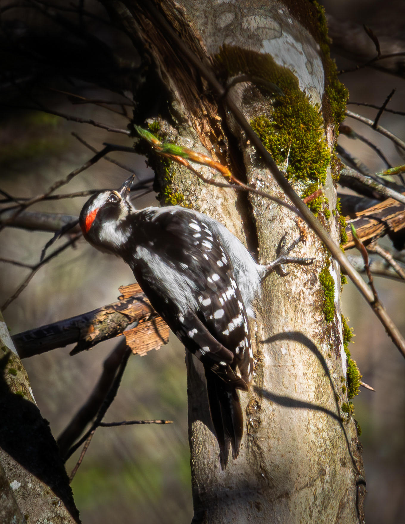 Hairy Woodpecker No2