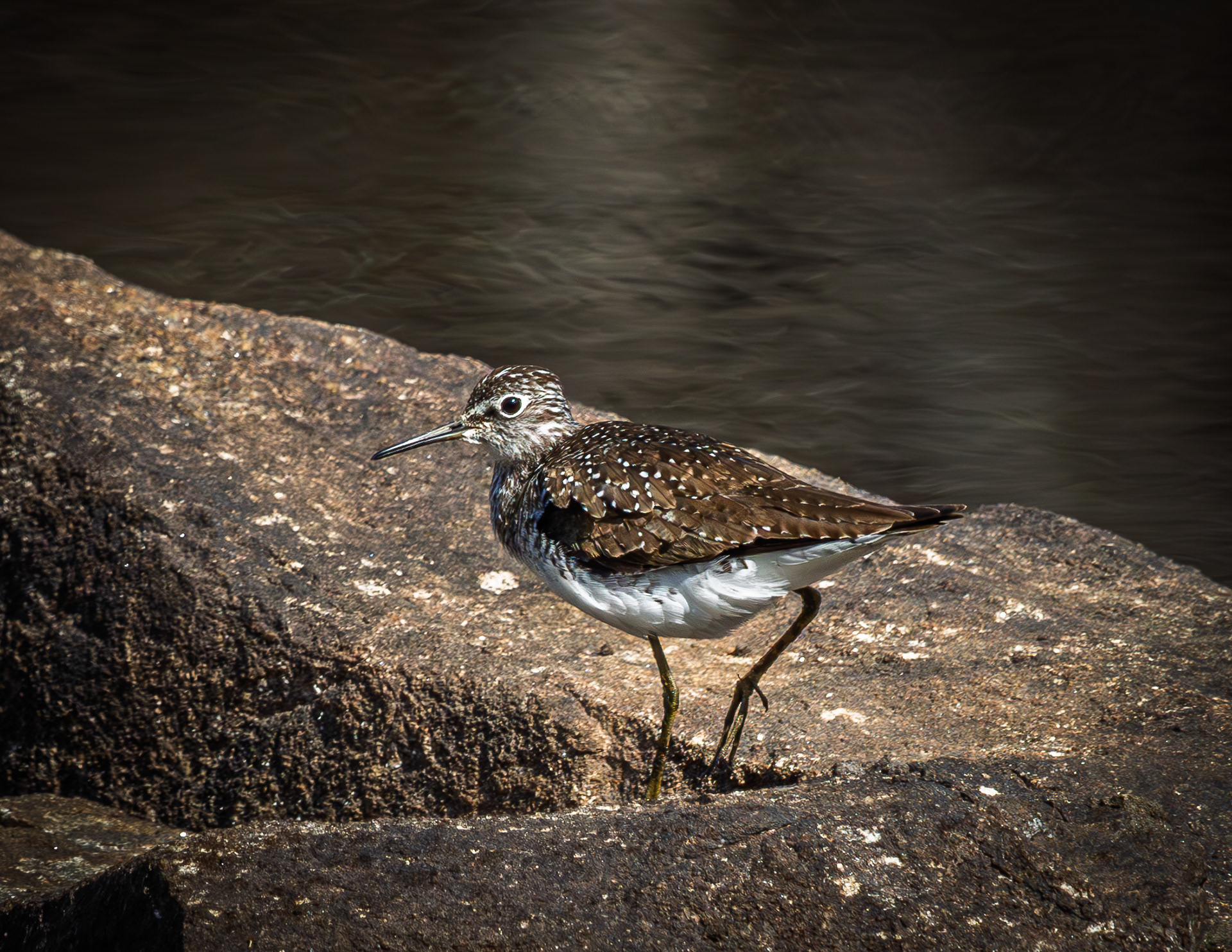 Solitary Sandpiper - May 5, 2026