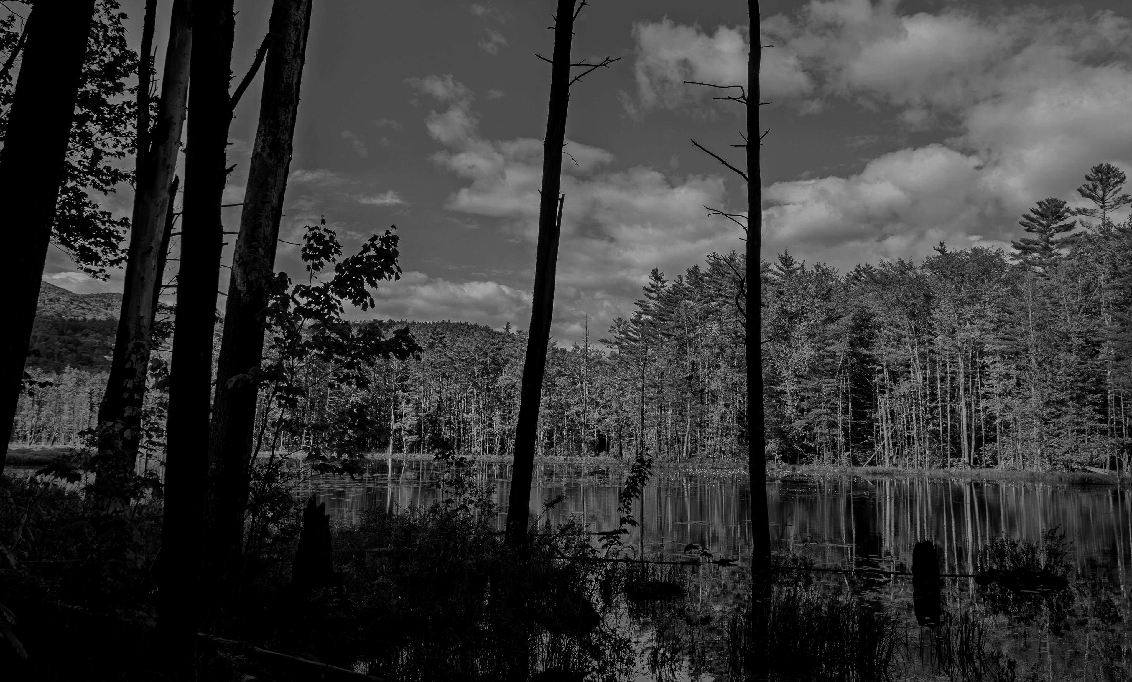 Quincy Bog No11