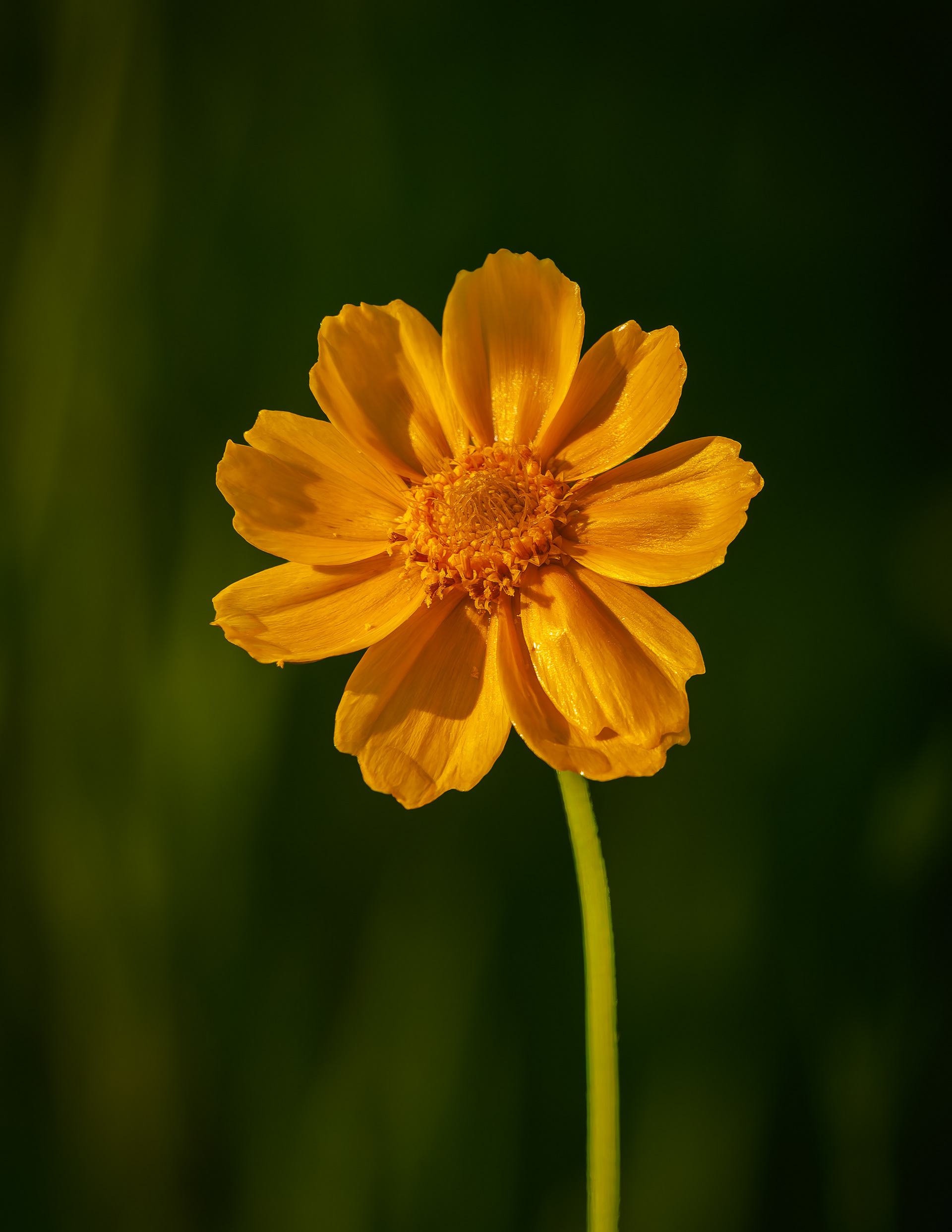 Coreopsis