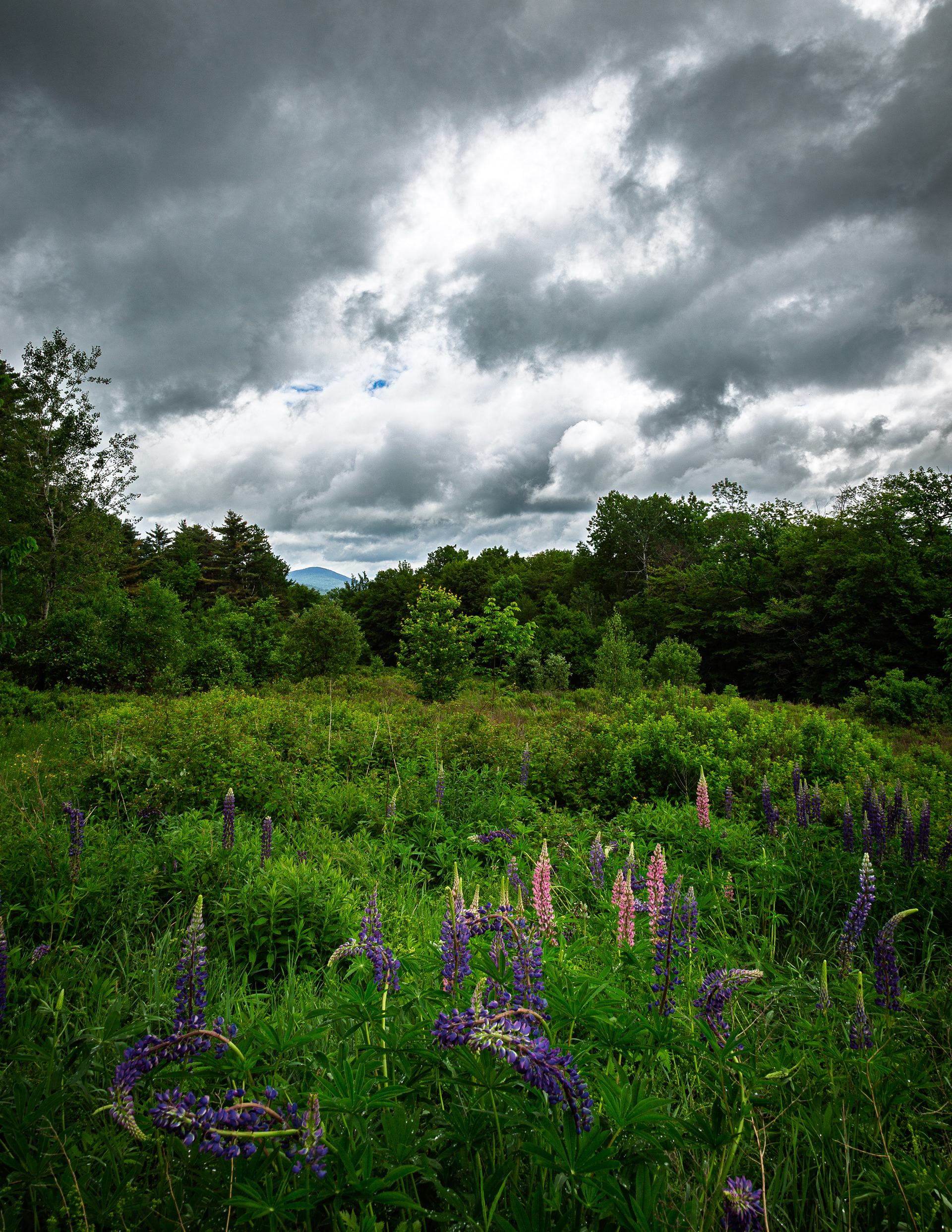 Sugar Hill Lupines No8