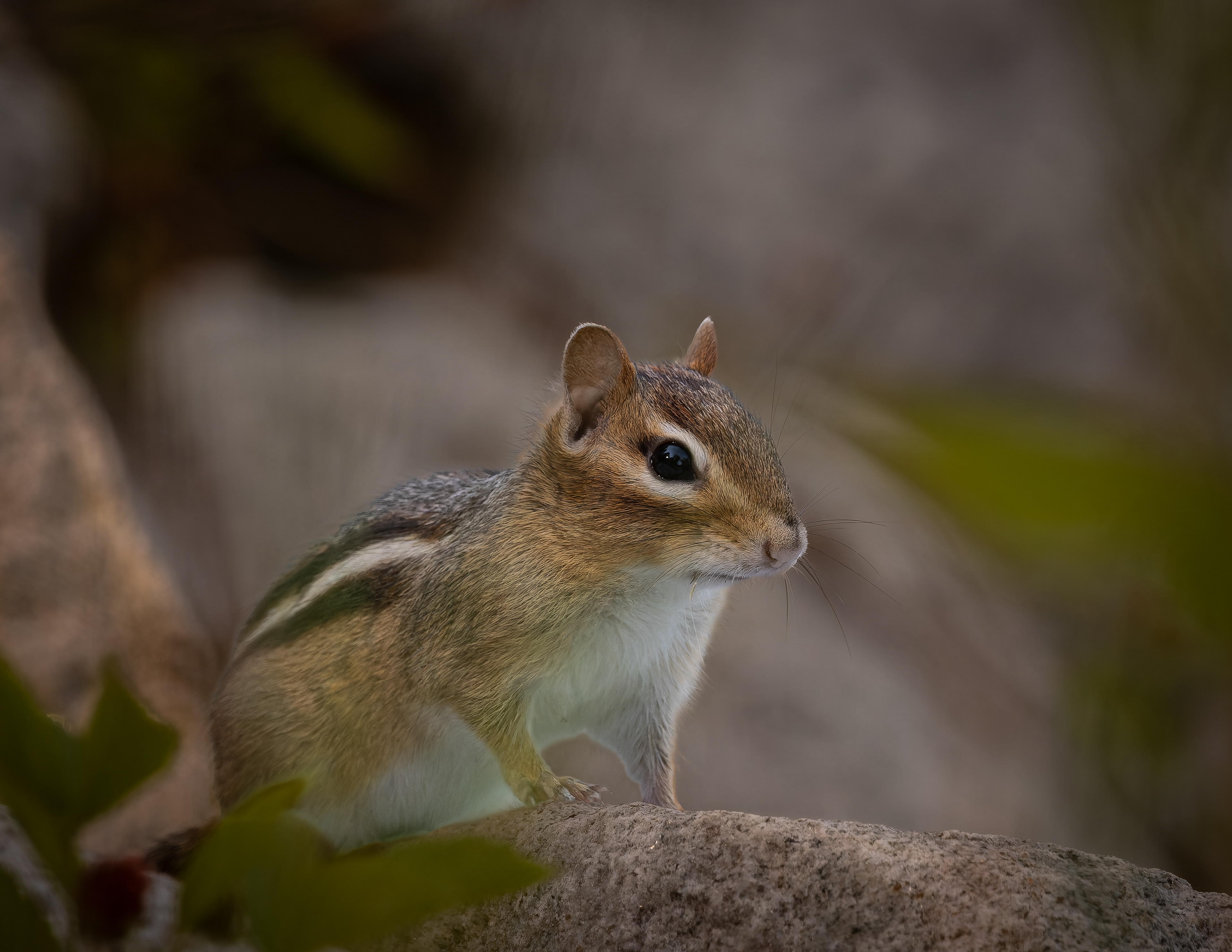 Chipmunk