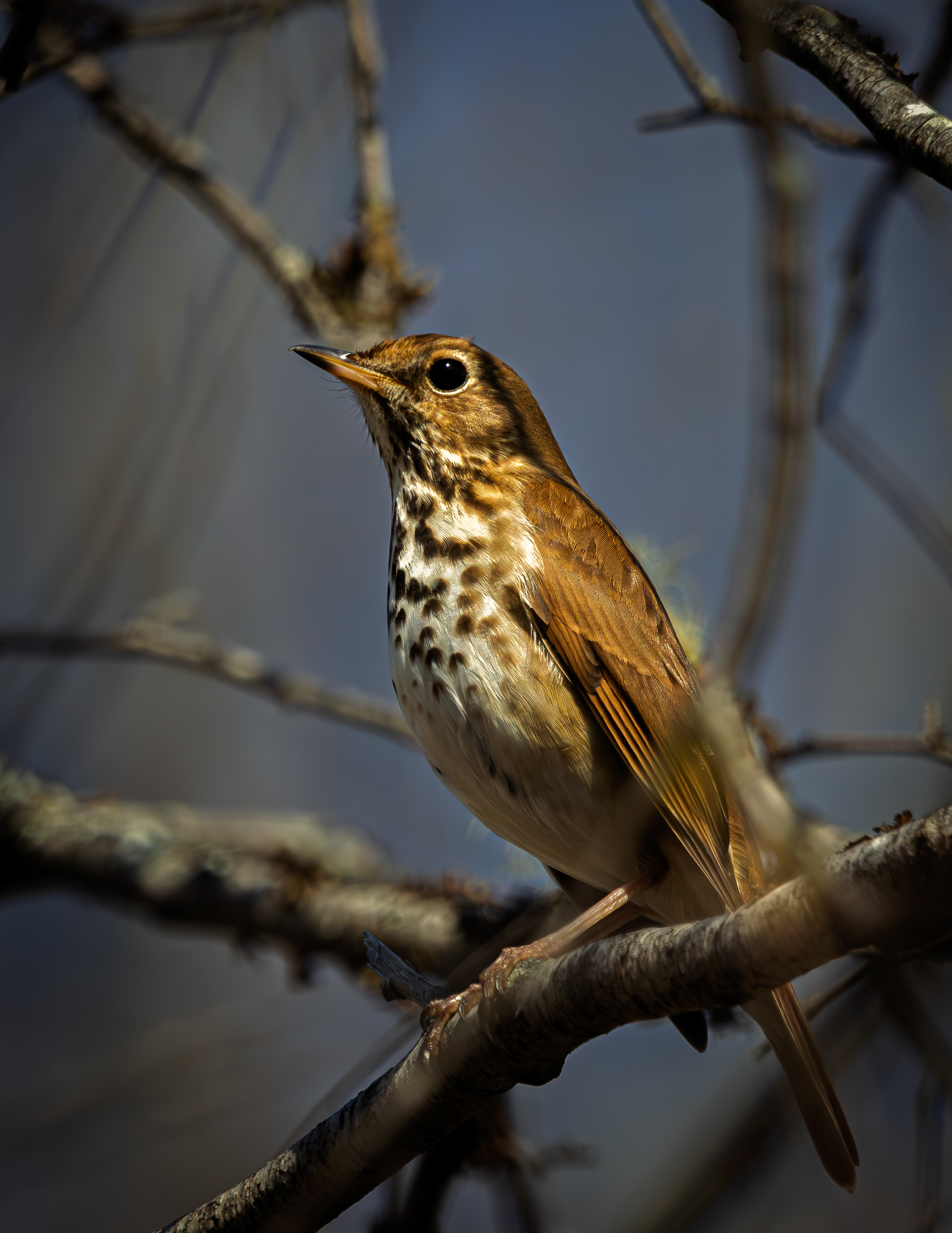 Wood Thrush No4