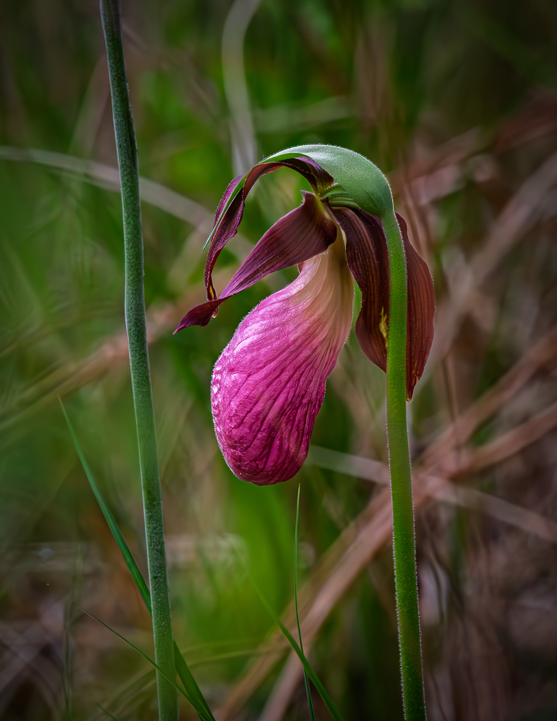 Lady Slipper 