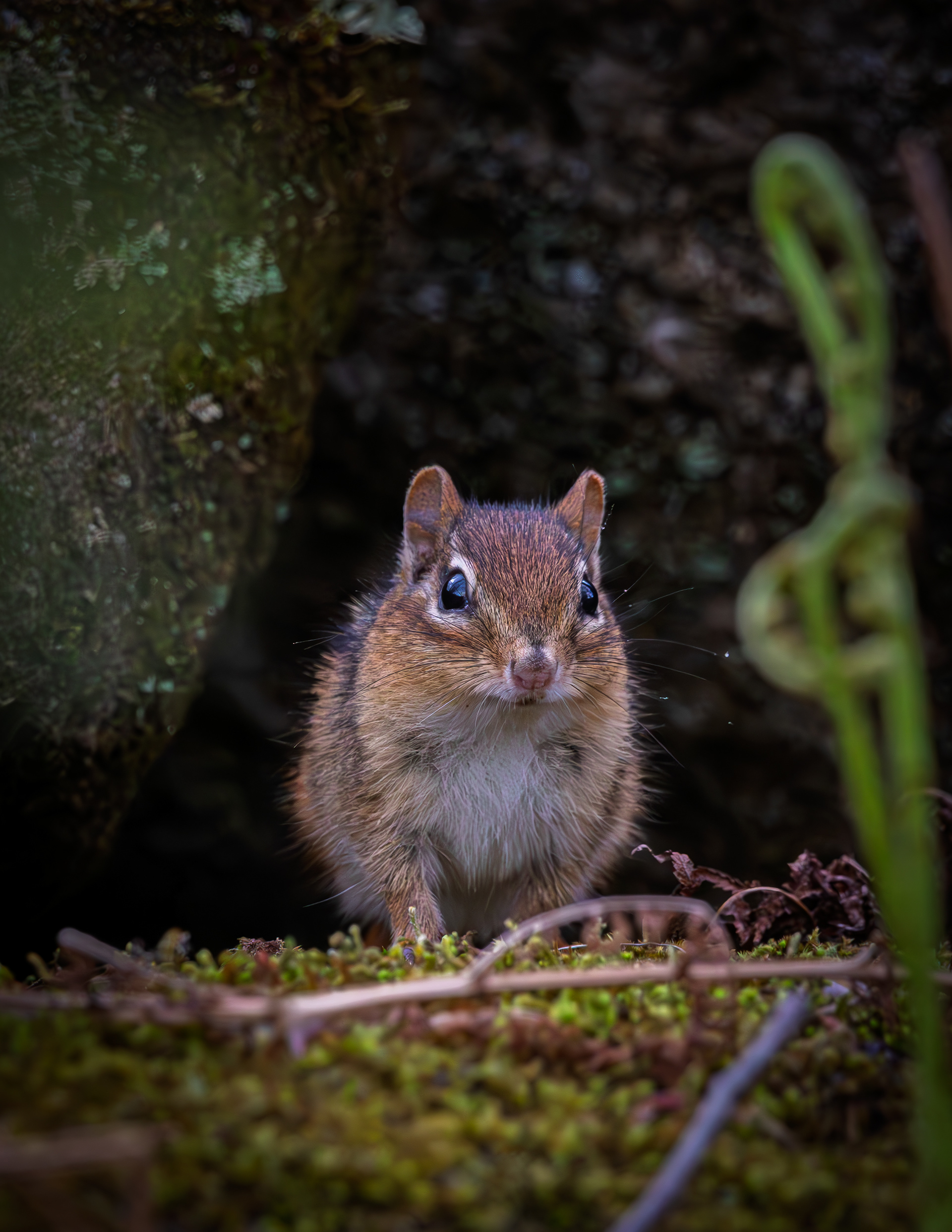 Chipmunk - May 7, 2026