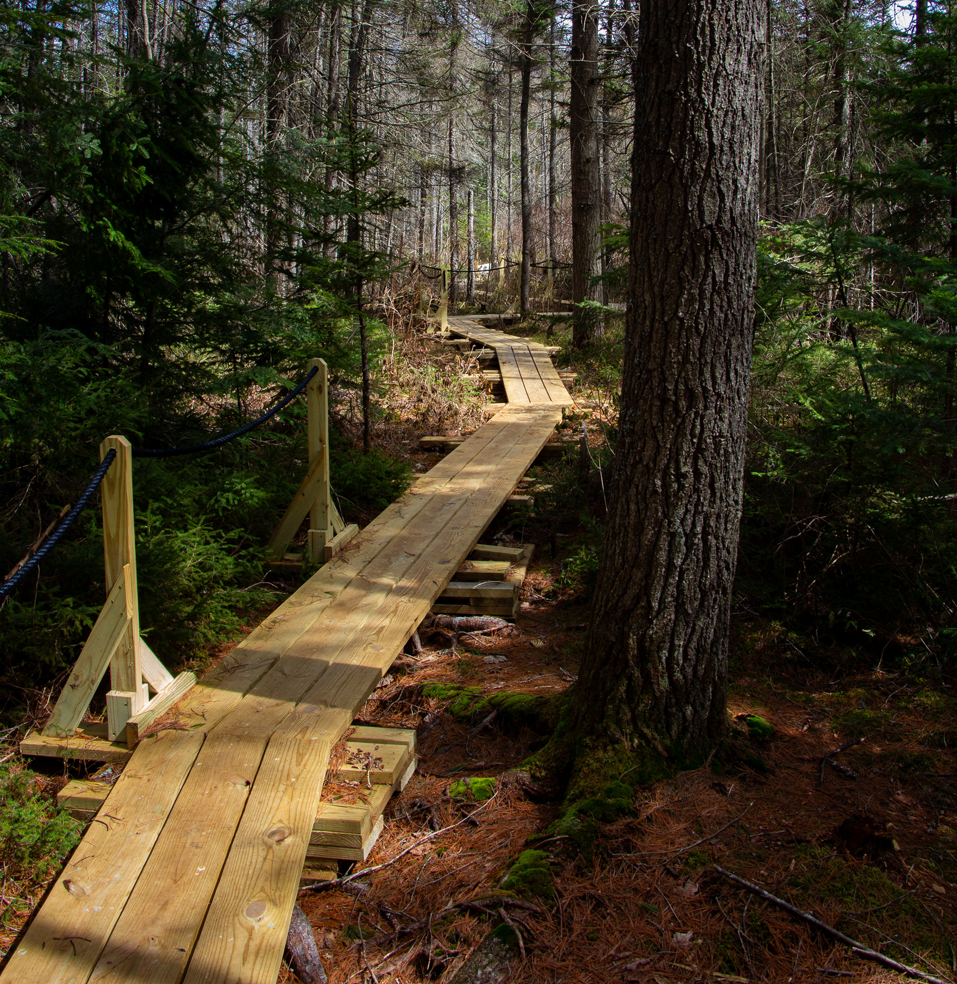 Bog Trail No3