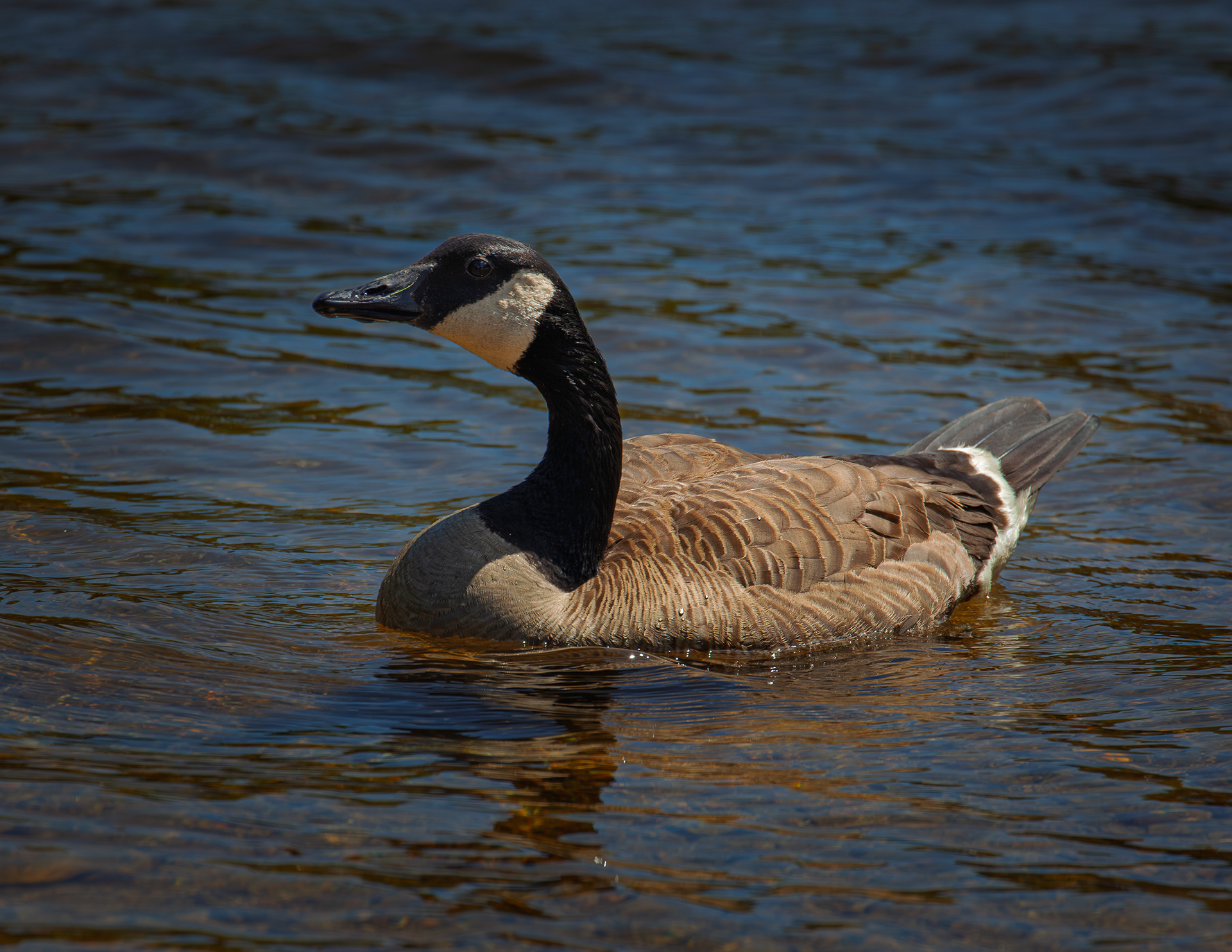 Canada Goose at Willey Pond