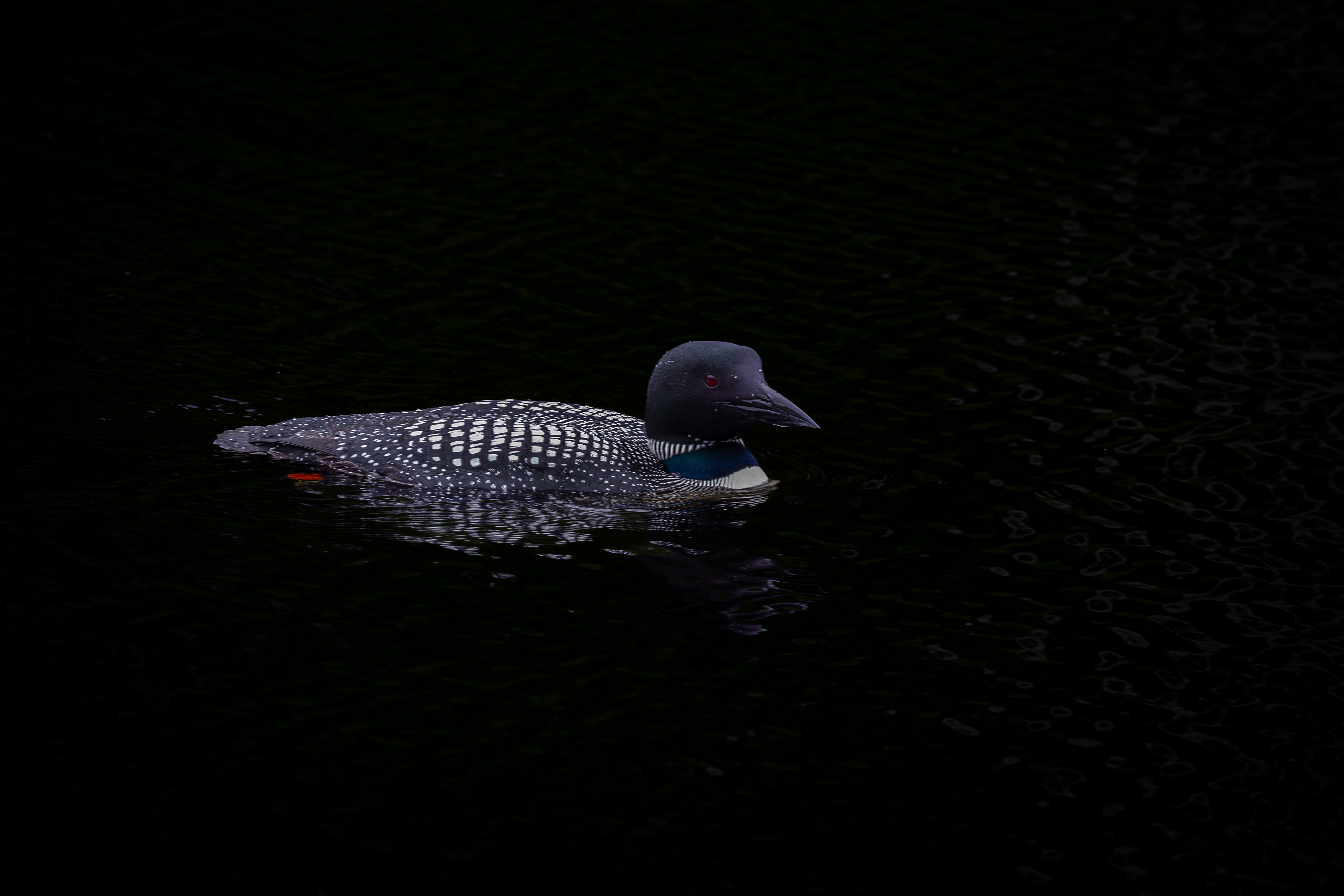 Common Loon No3