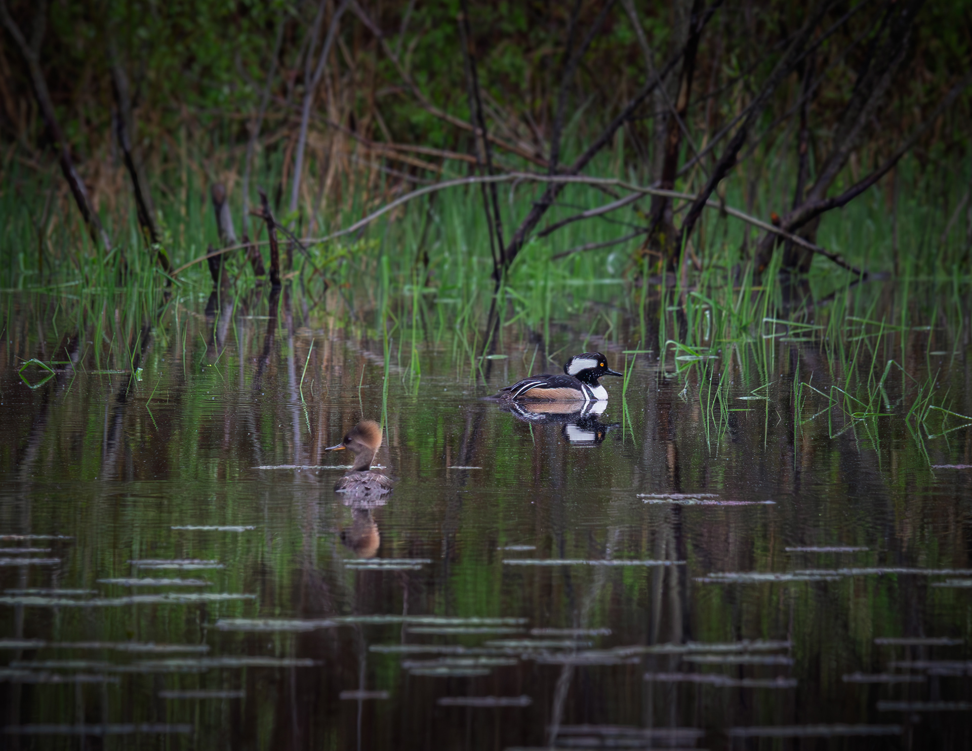Hooded Merganser Pair at CSV
