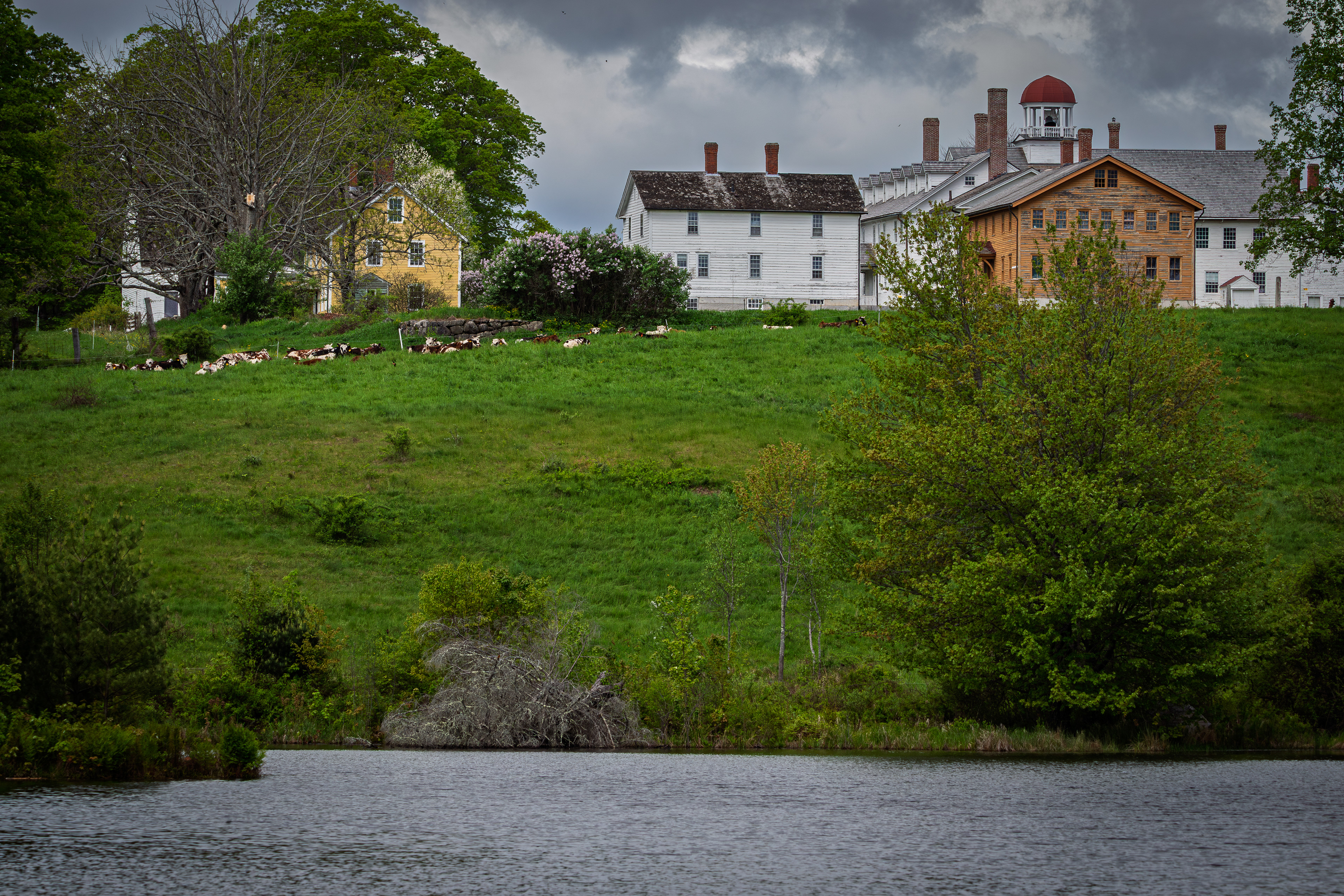 Cattle on the Hill at CSV - Color - No6