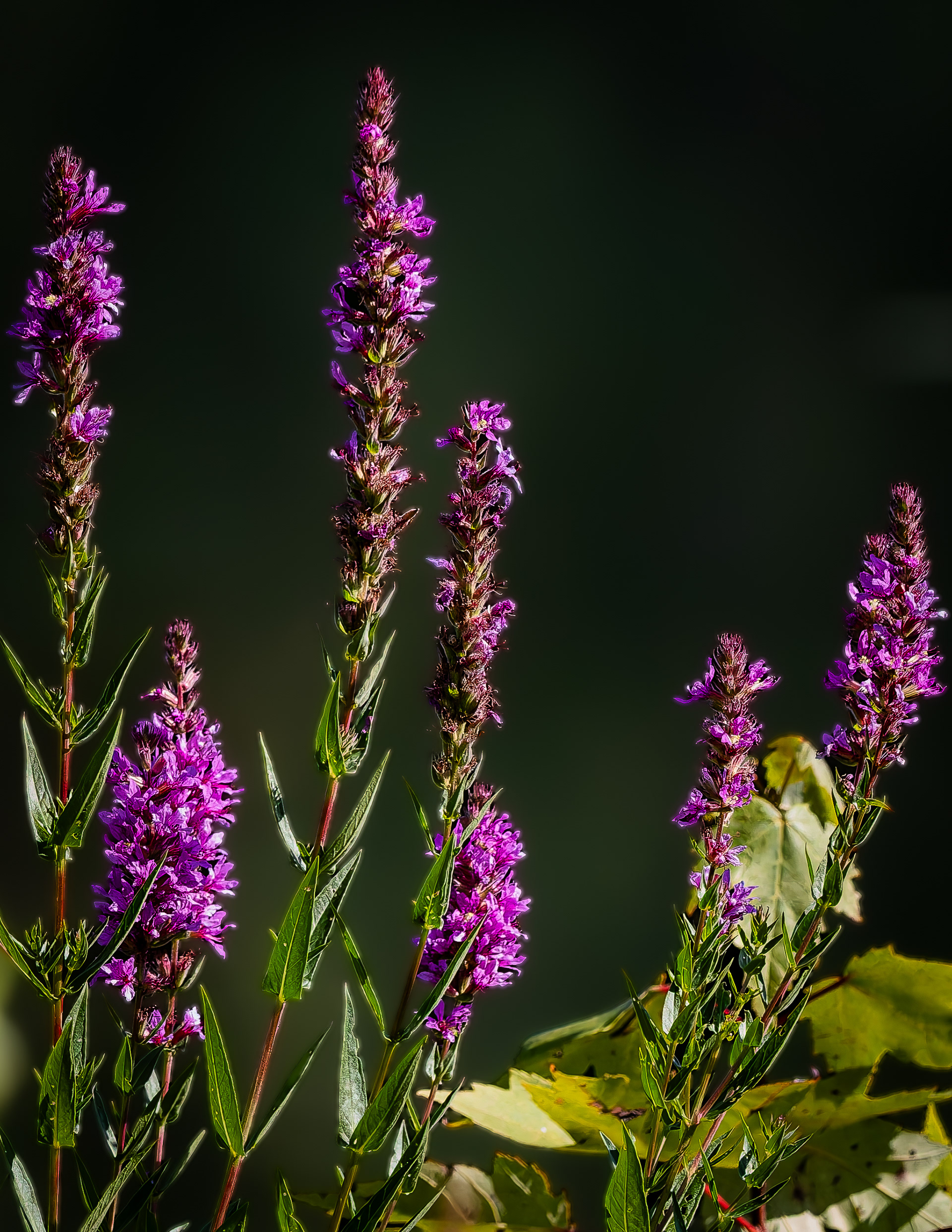 Wildflowers