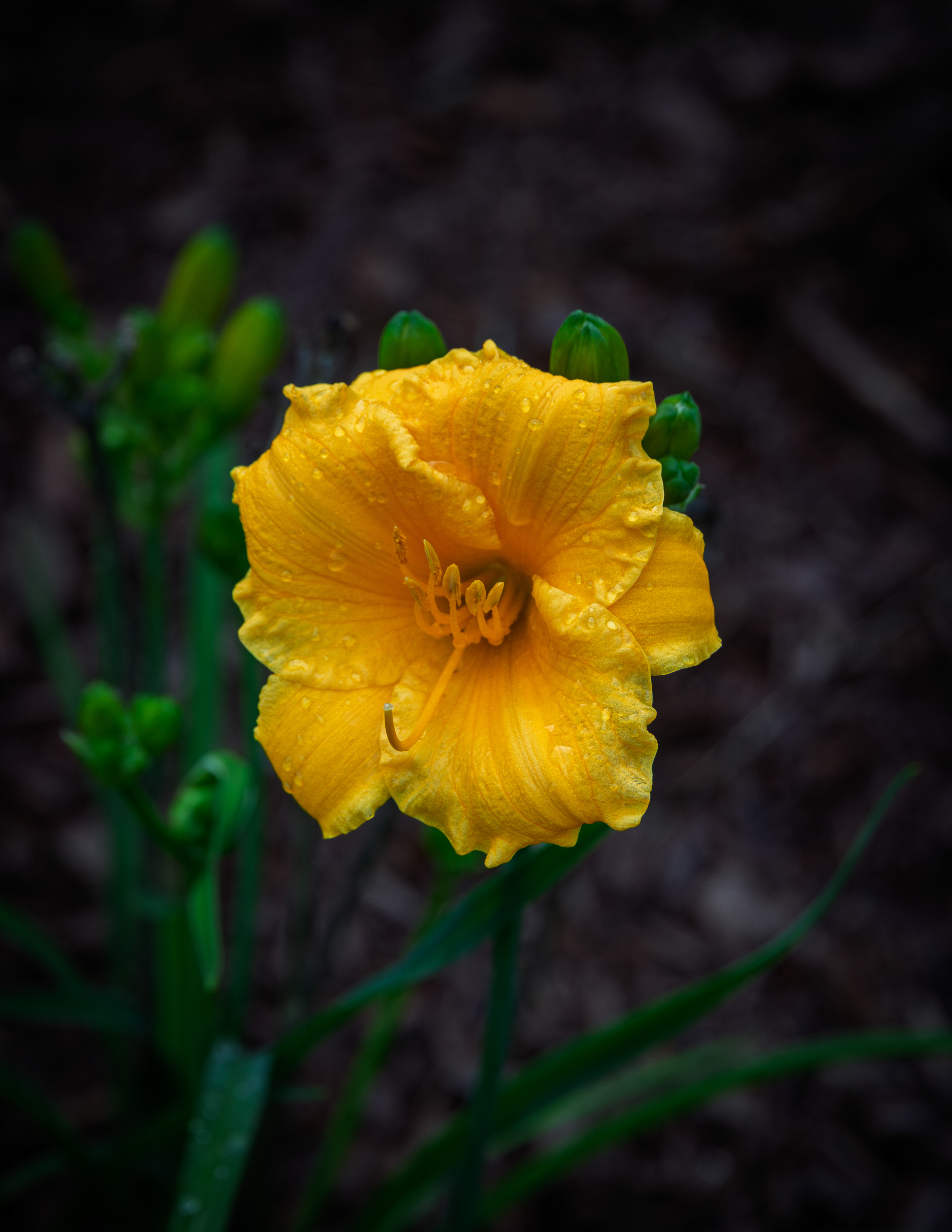 Daylily