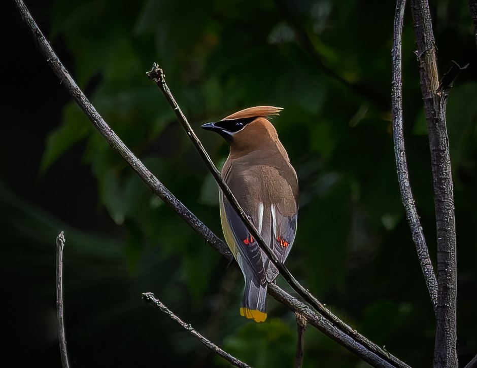 Cedar Waxwing