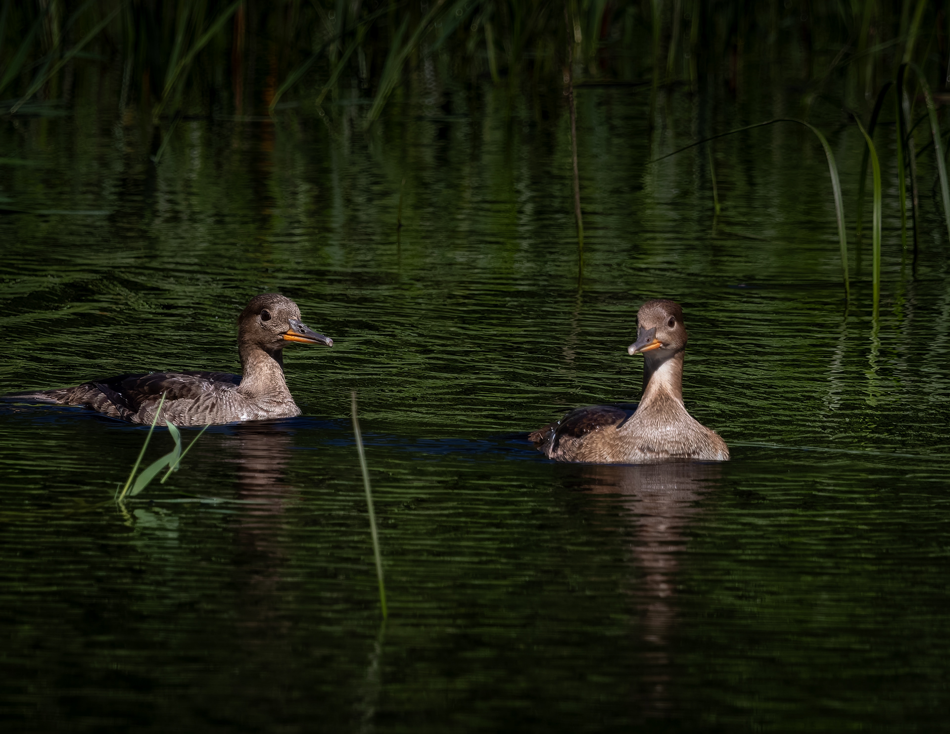 Hooded Mergansers