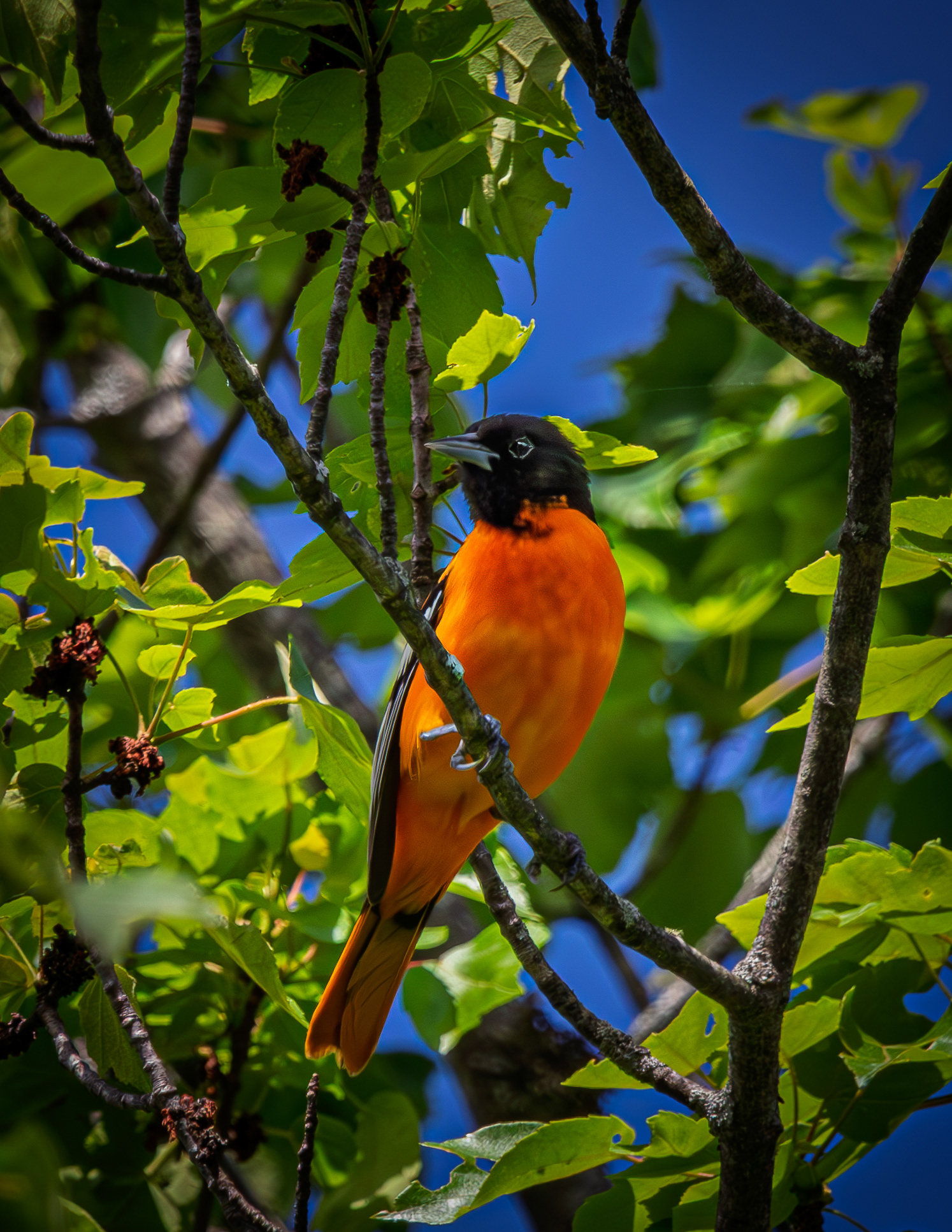 Male Baltimore Oriole - May 28, 2026