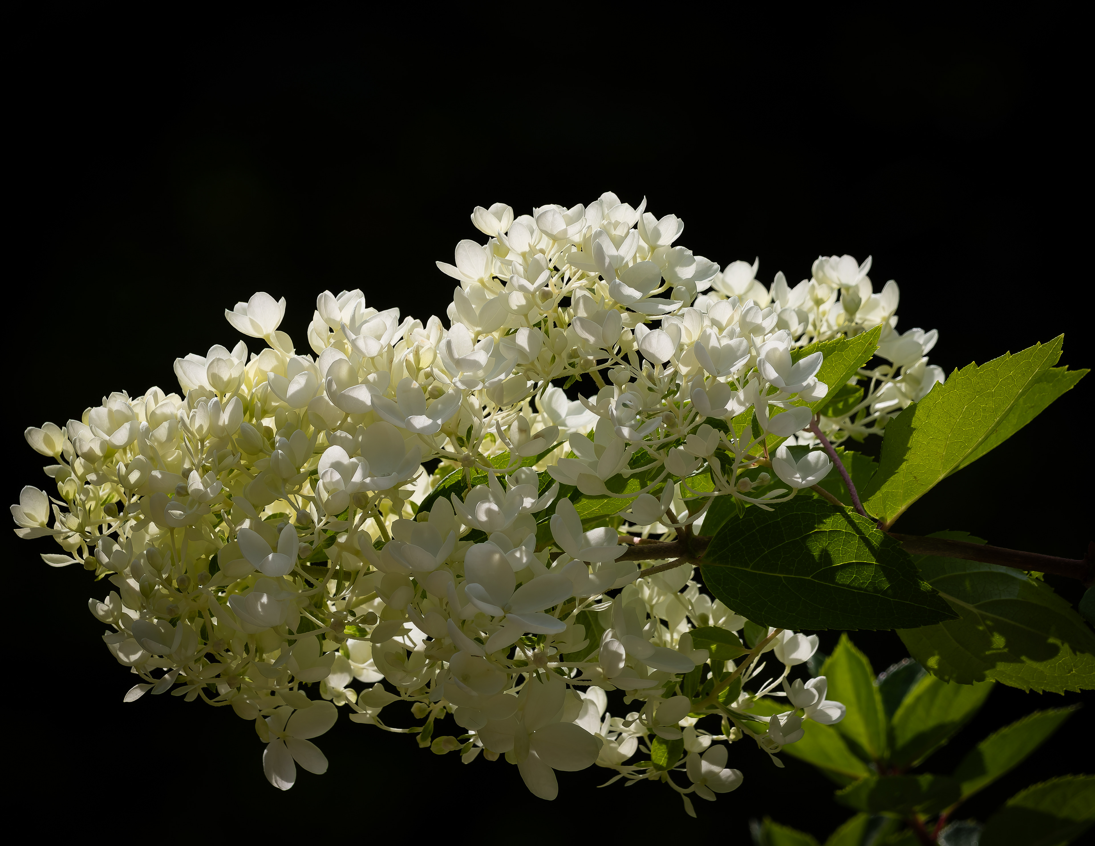 Snowball Bush
