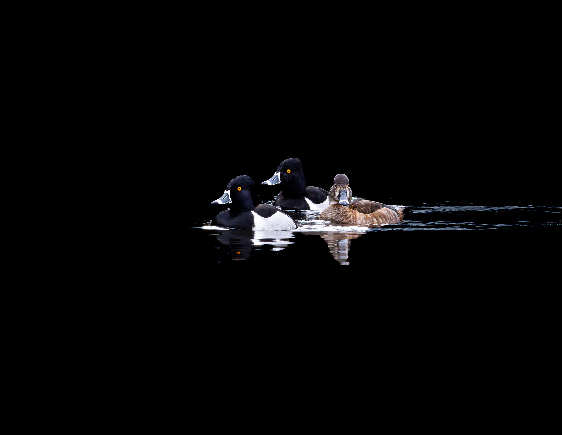 Ringnecked Ducks at CSV - Low_Key