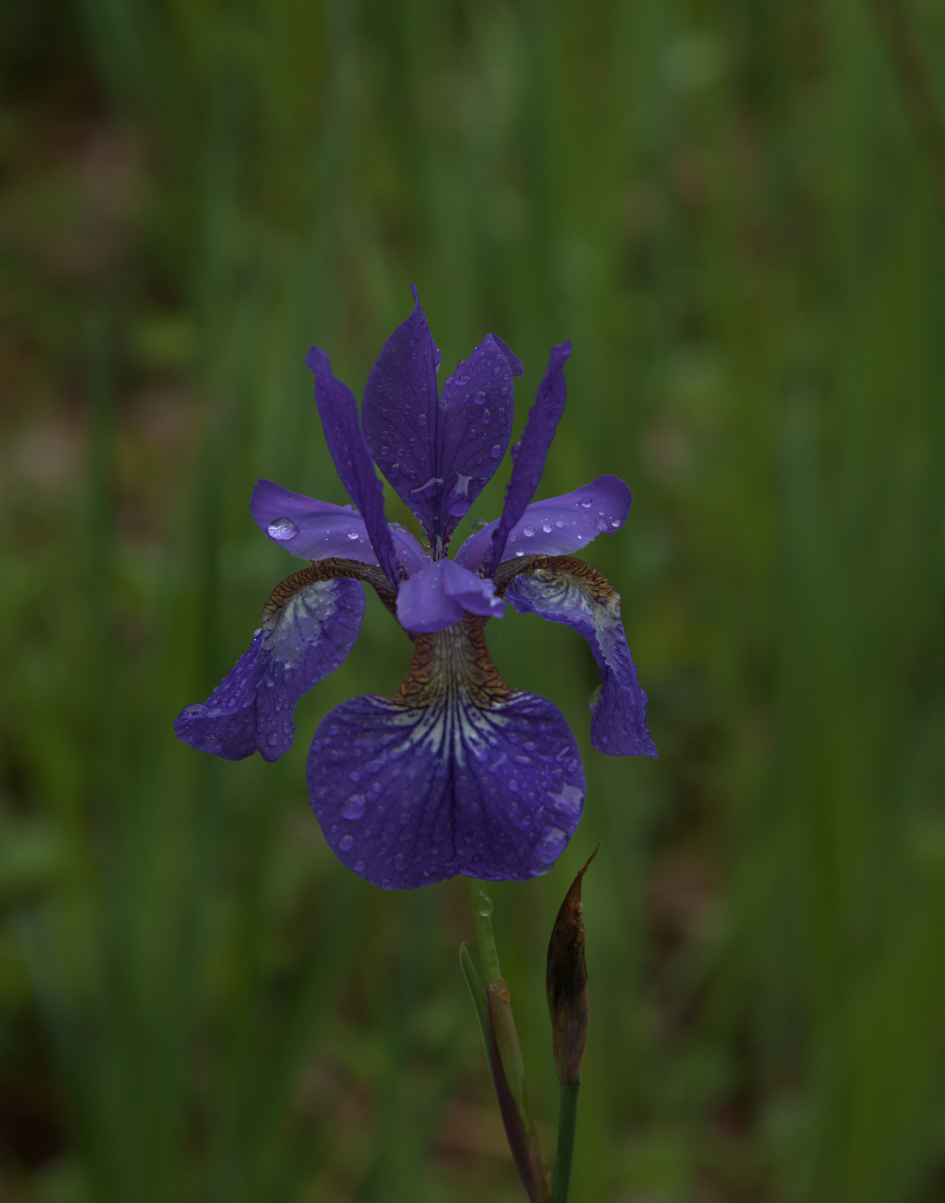 Purple Iris