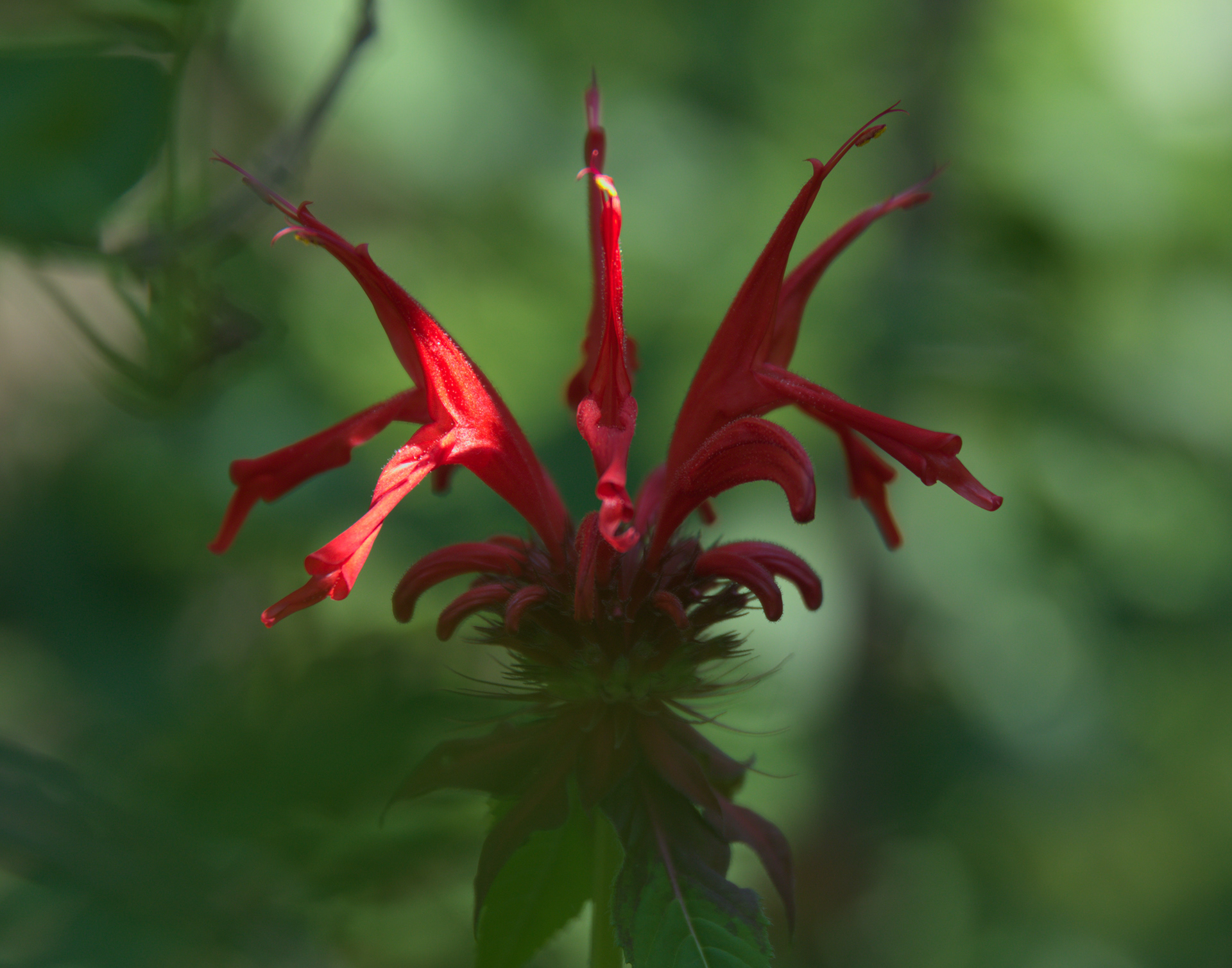 Red Monarda