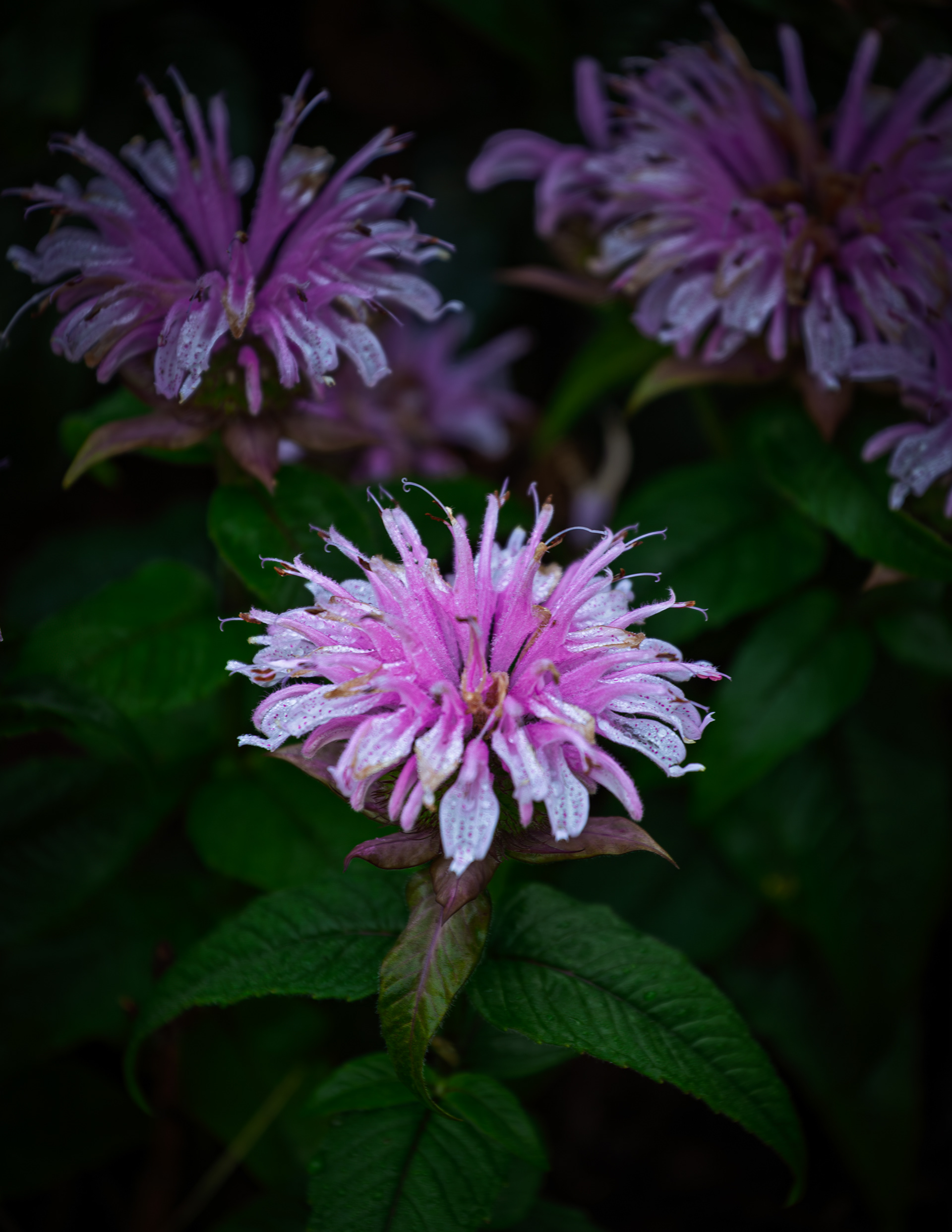 Bee Balm