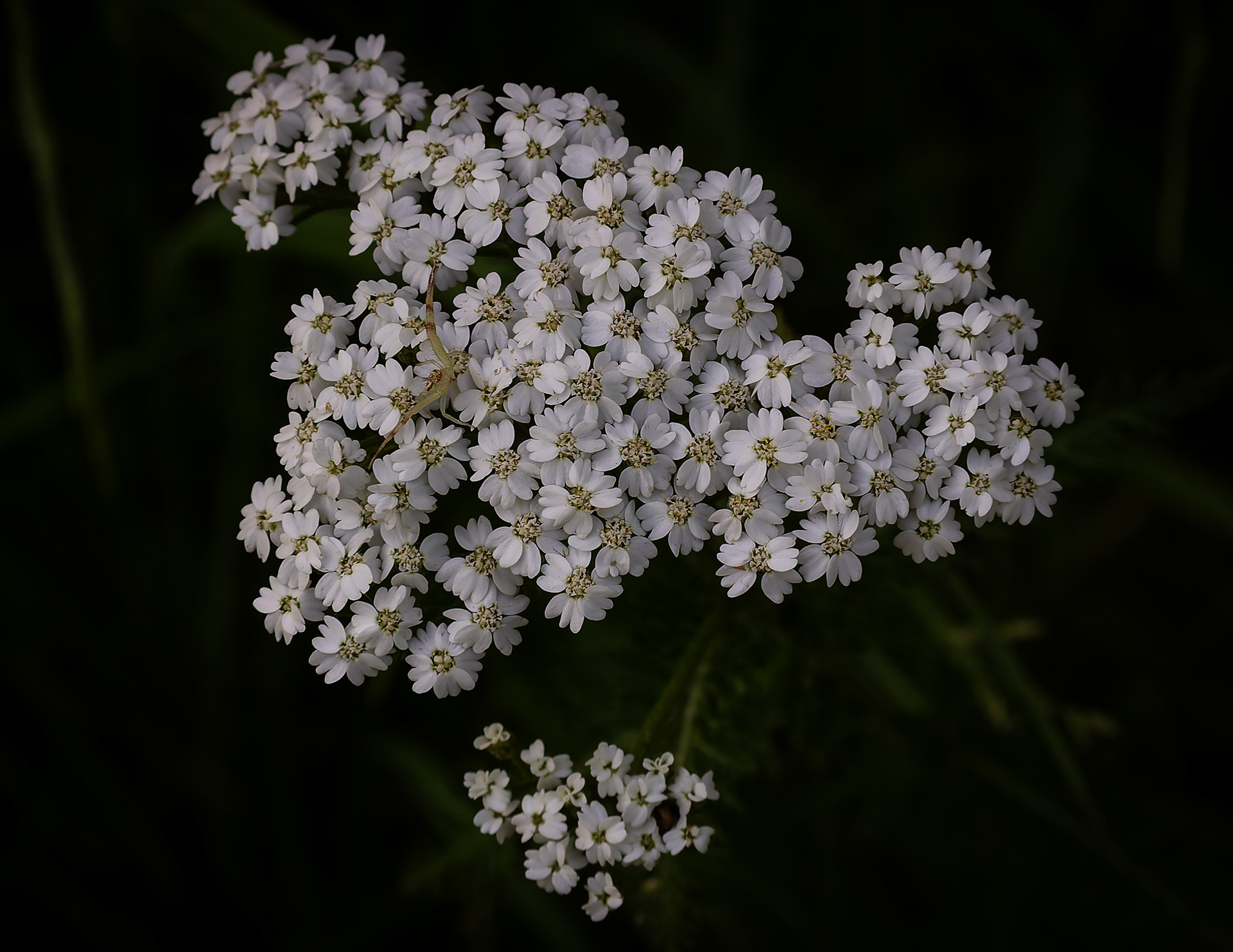 Yarrow