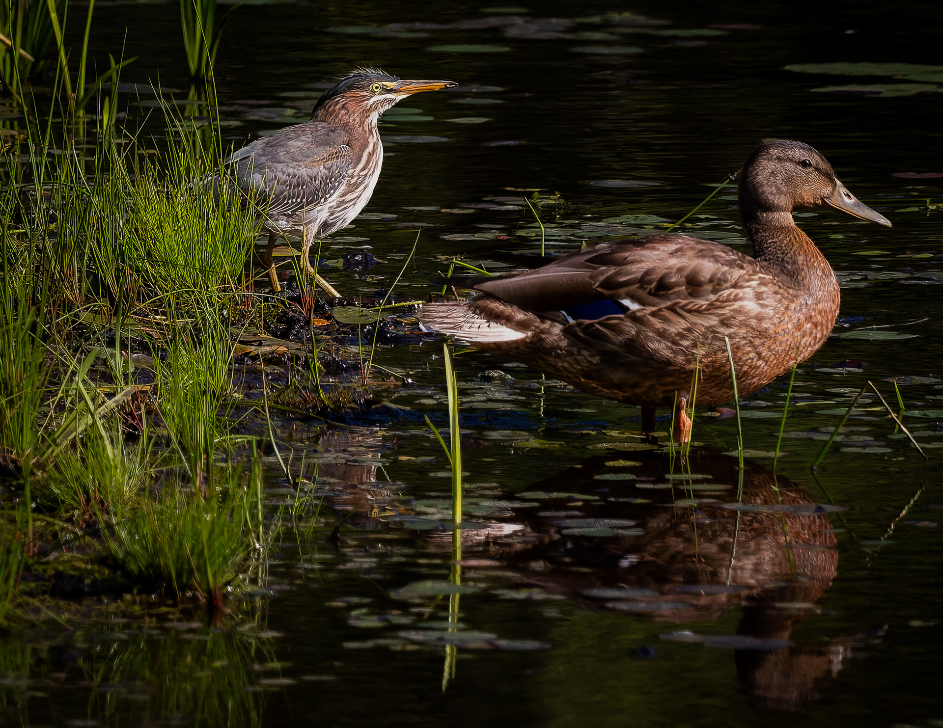 Green Heron and Mallard No4