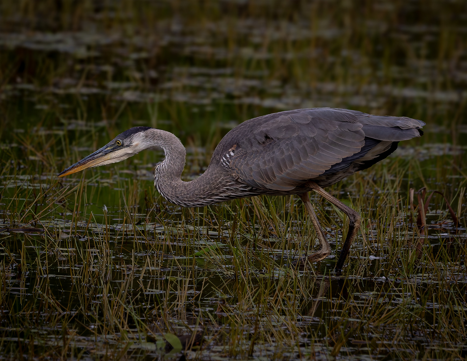 Great Blue Heron No5 - August 30, 2026