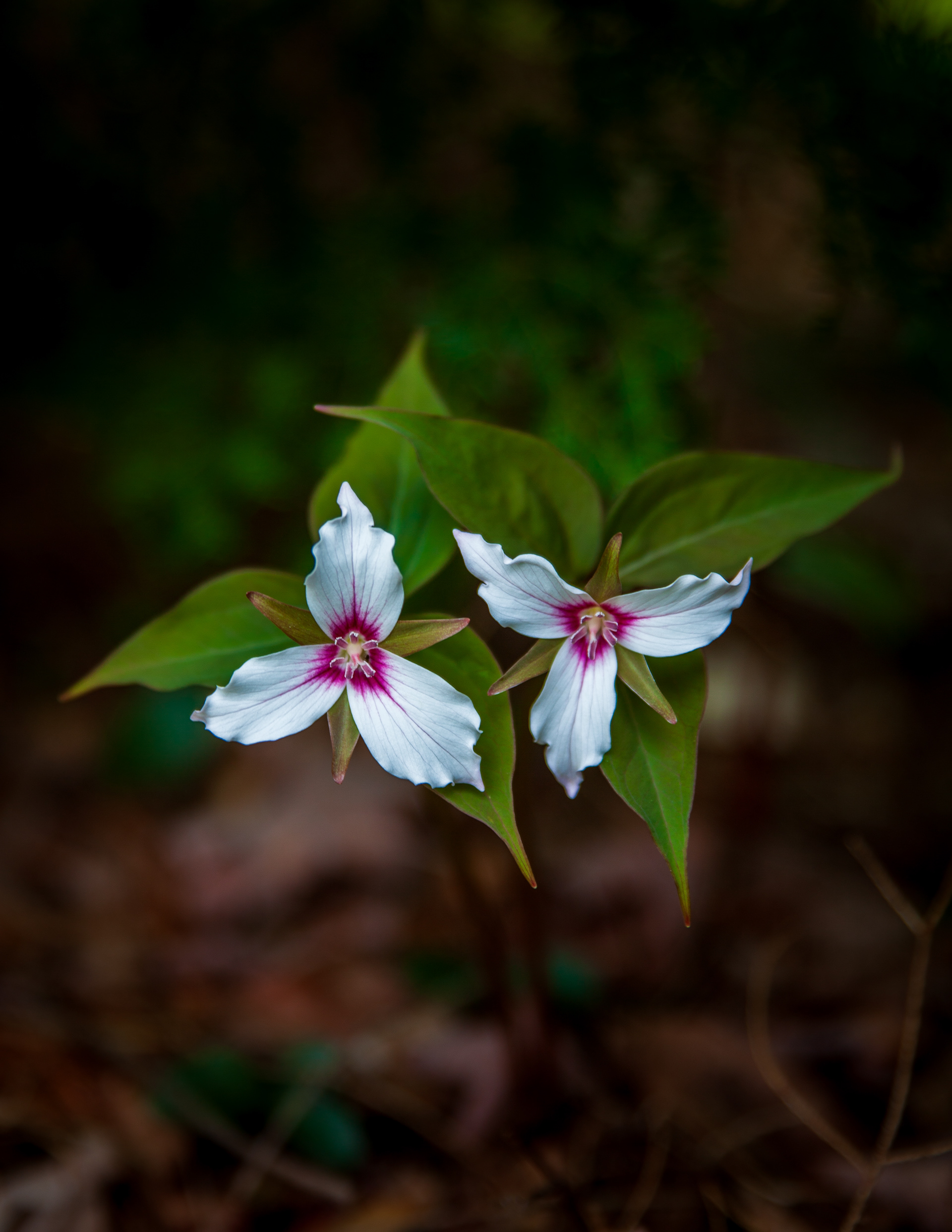 Pair of Painted Trillium