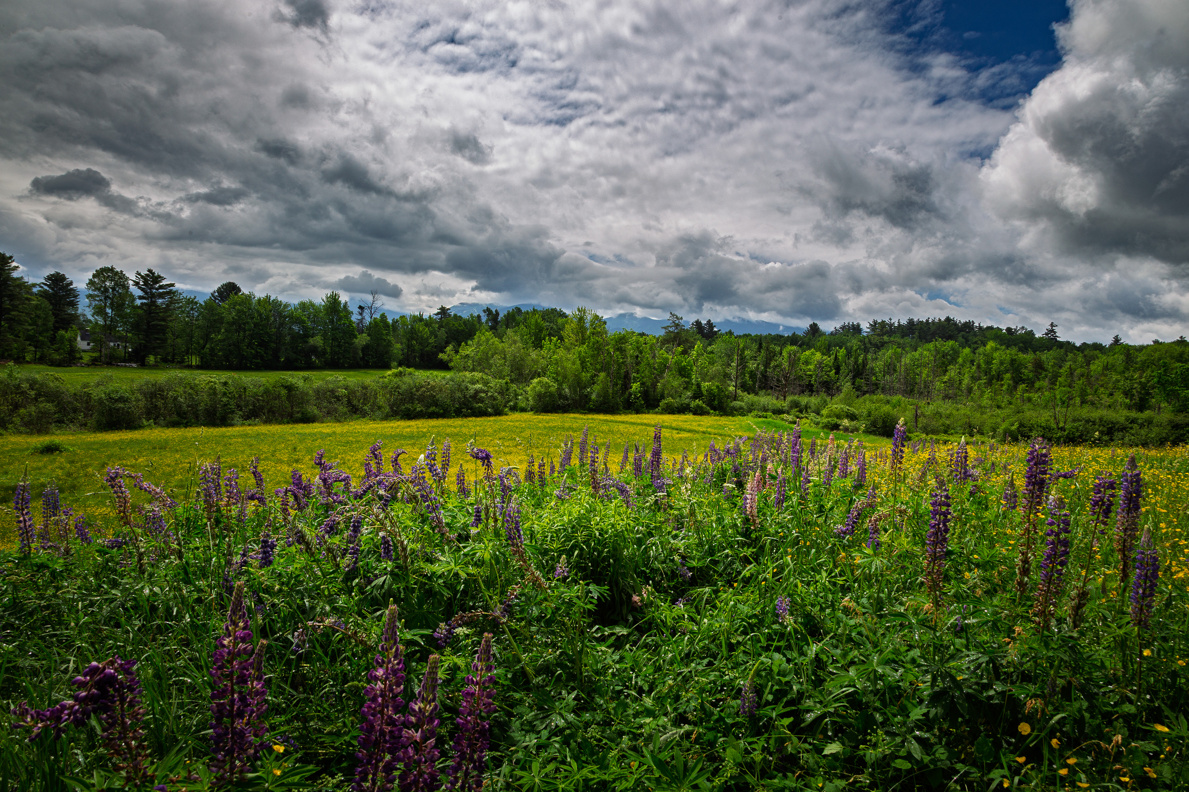 Sugar Hill Lupines No3