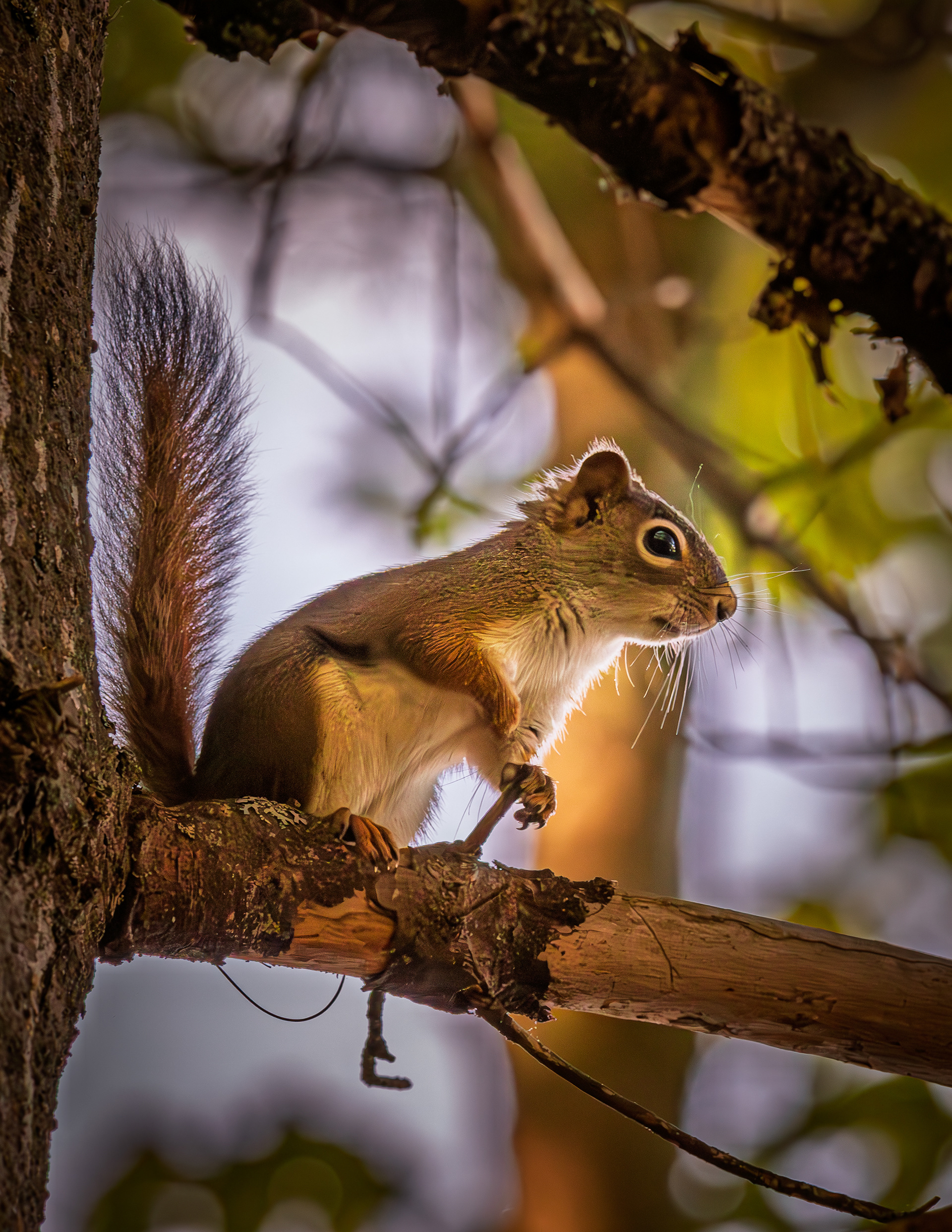 Red Squirrel - May 26, 2026