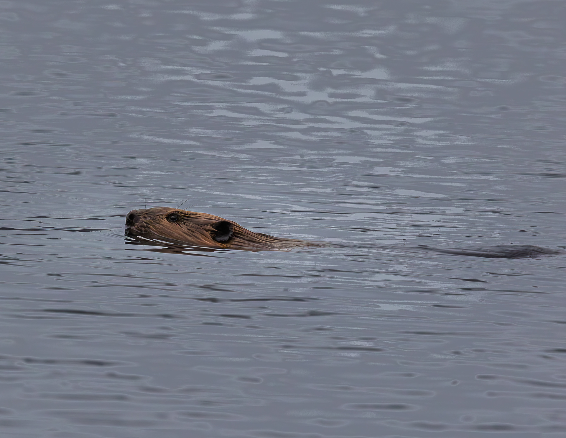 Beaver No2