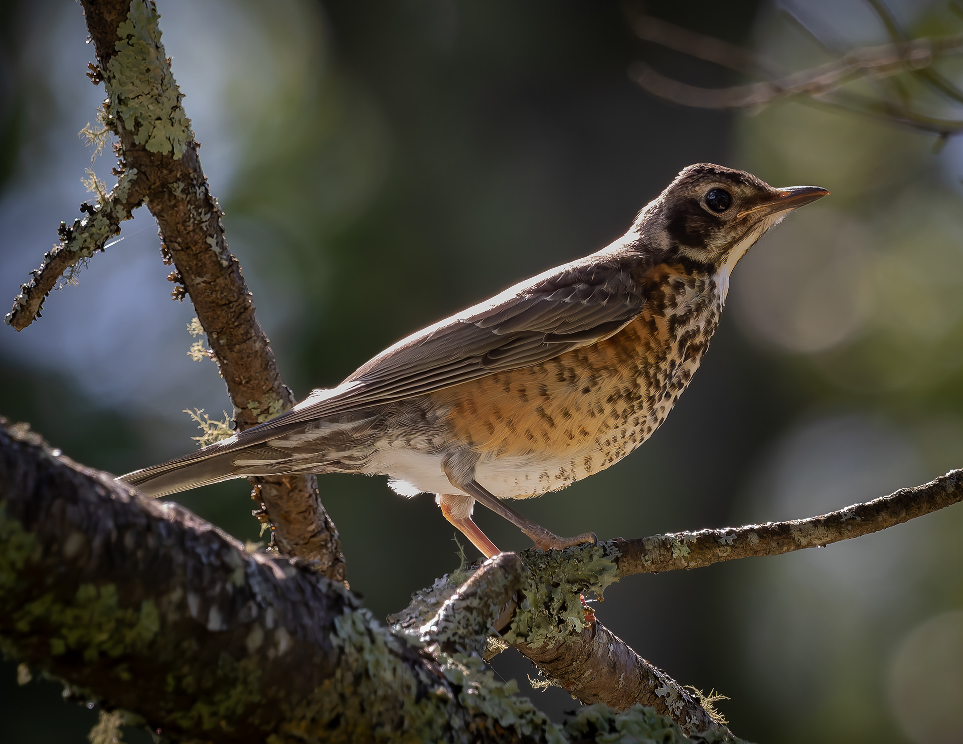 Juvenile American Robin