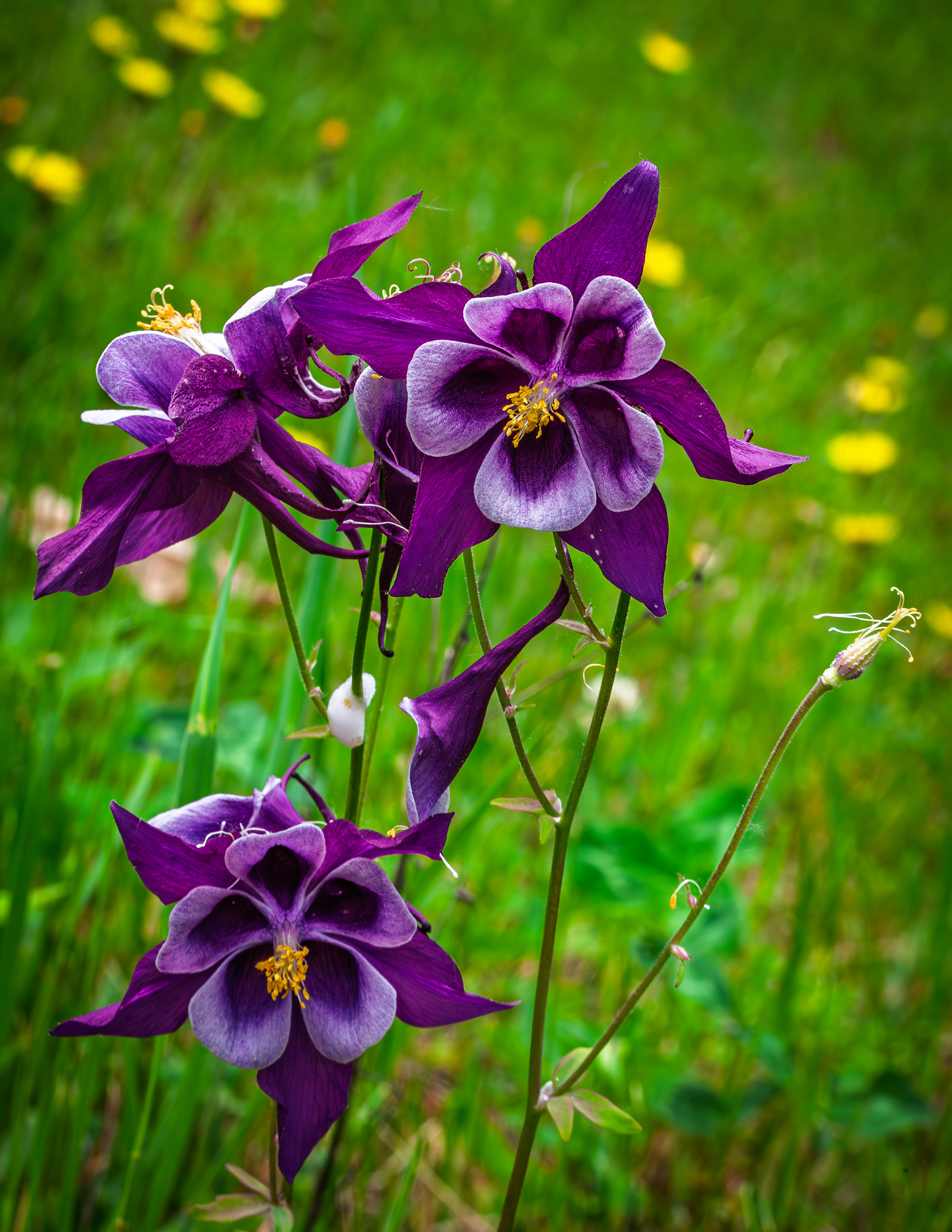 Columbine