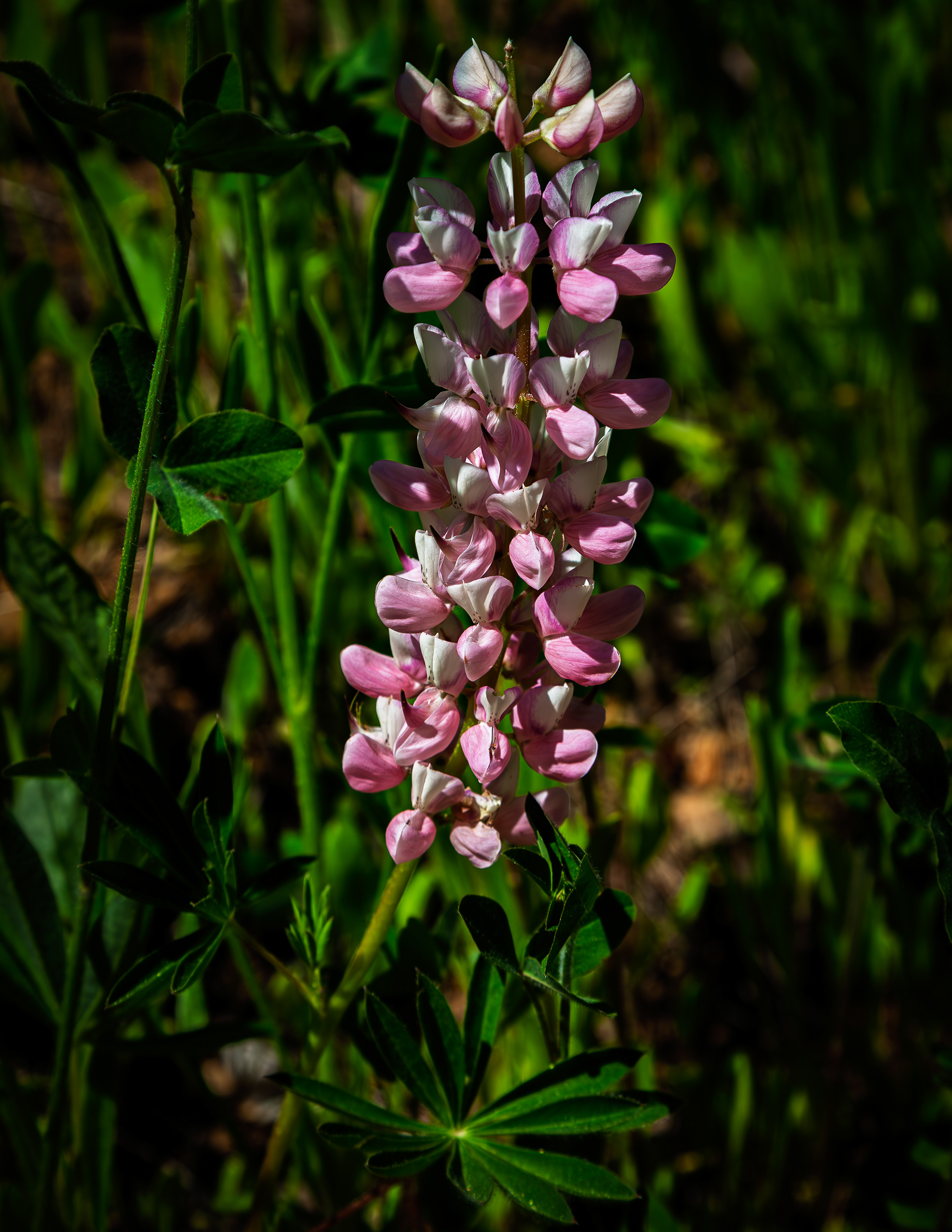 Lupine