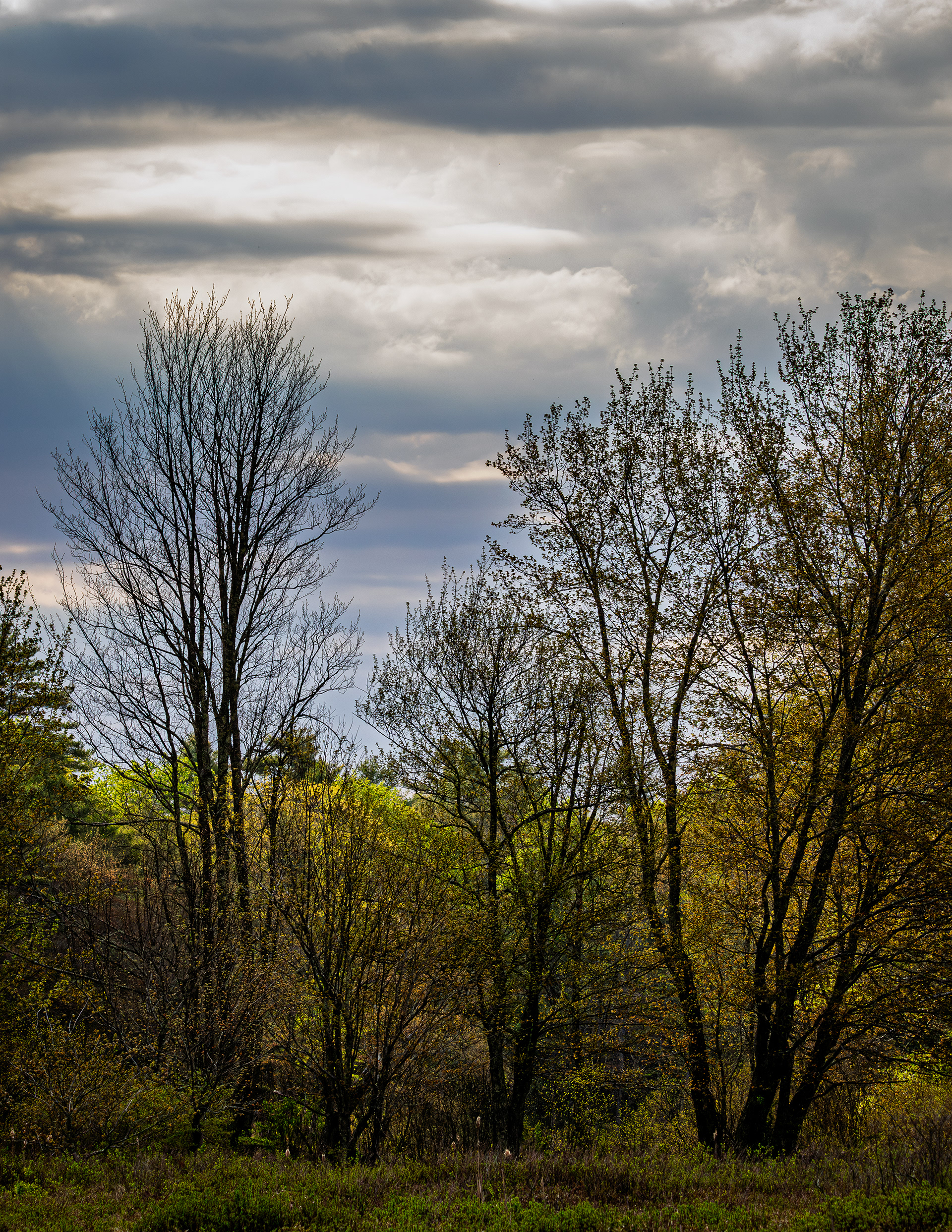 View at Rollins Pond in Color