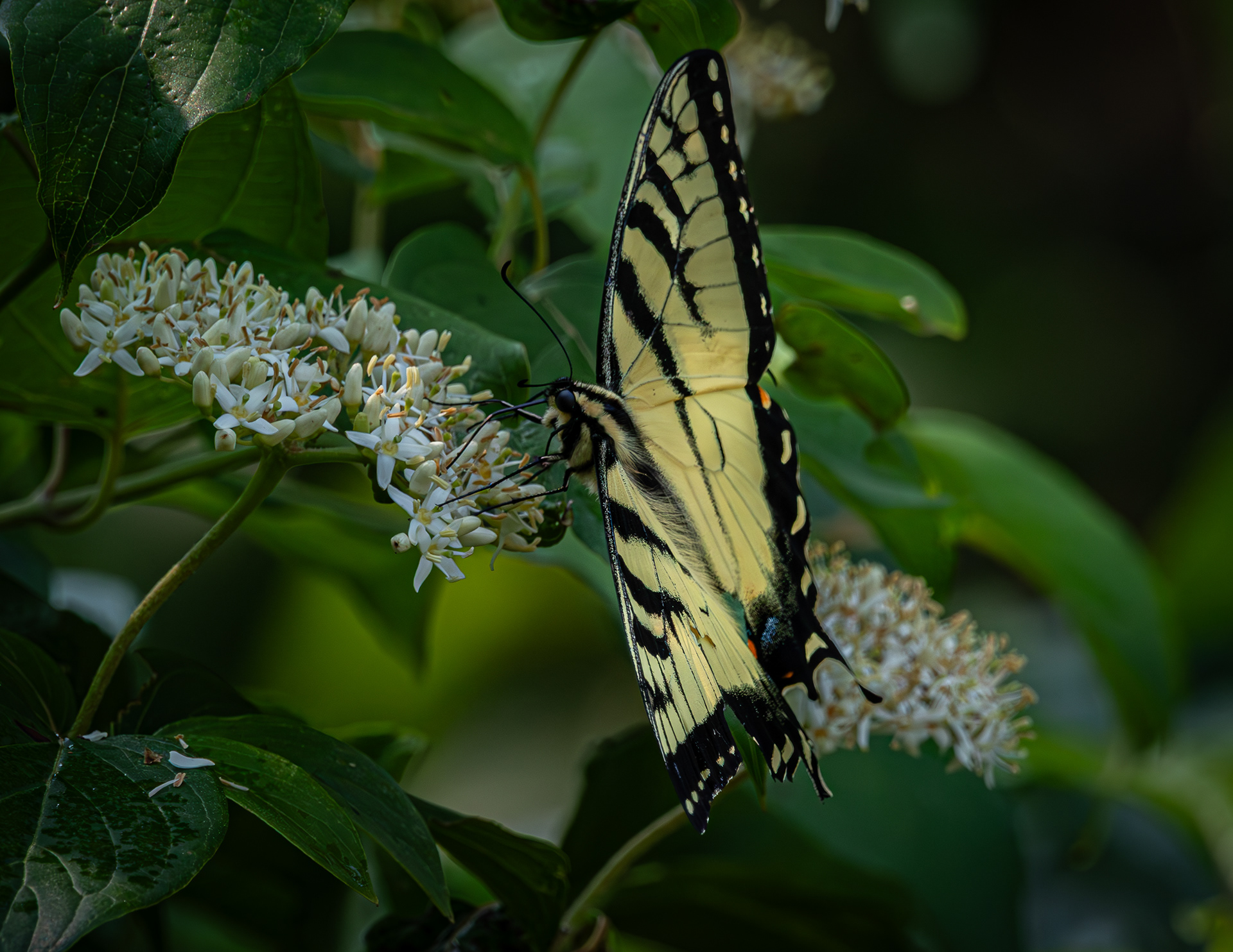 Yellow Swallowtail Butterfly - July 3, 2025