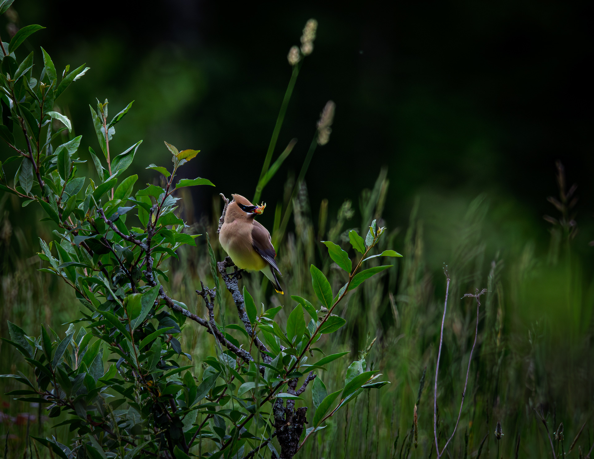 Cedar Waxwing No1