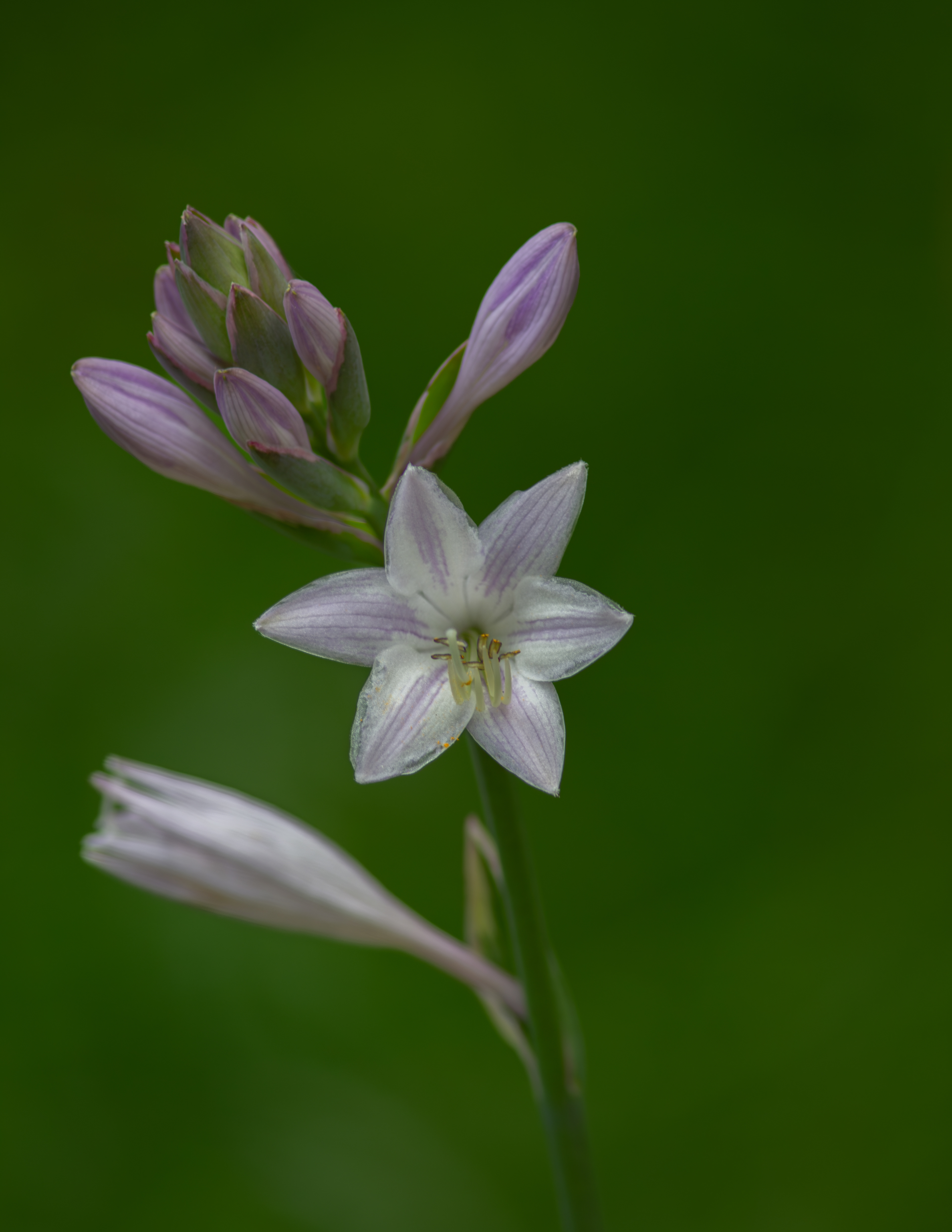 Hosta Flower and Buds