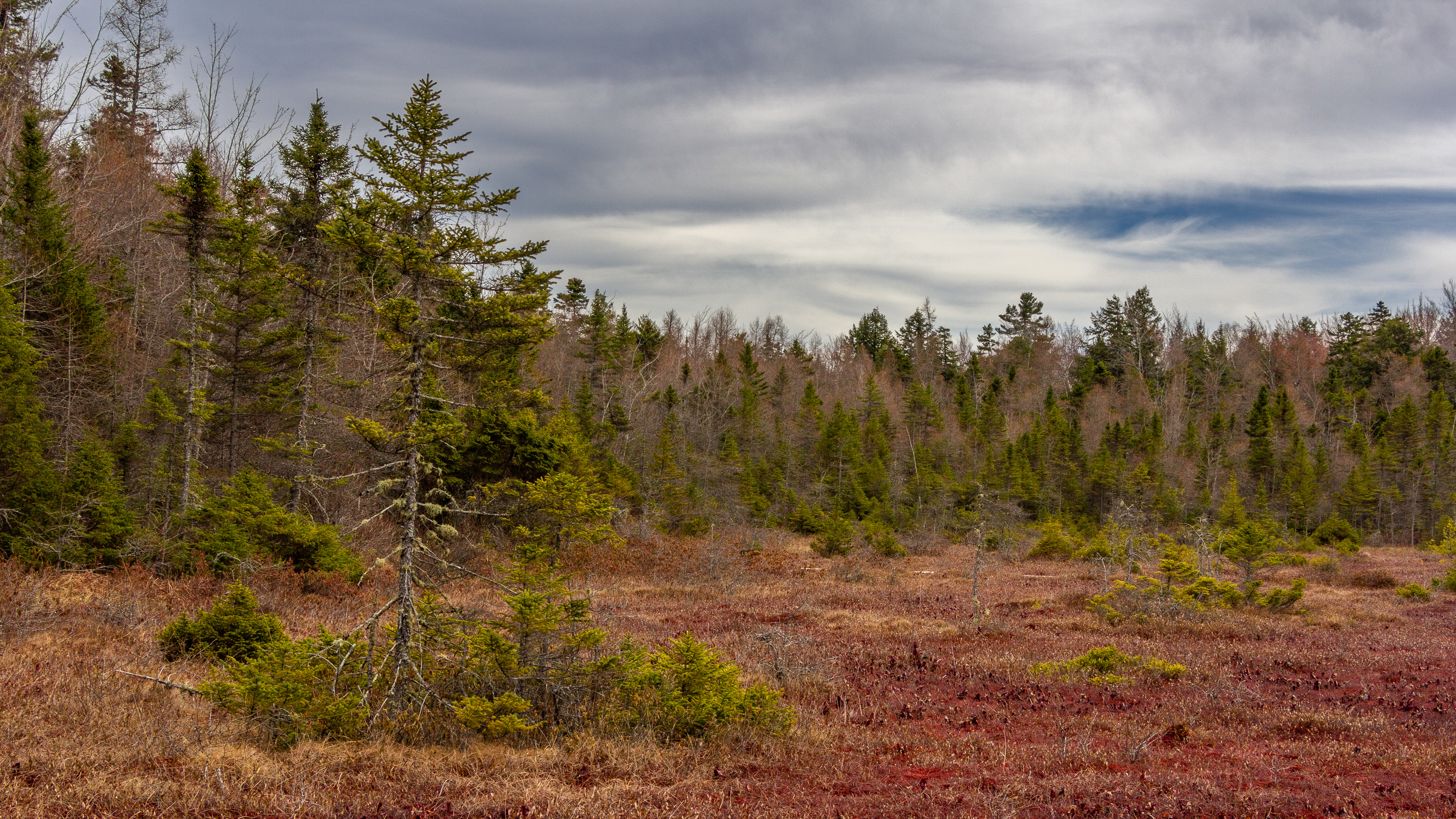 Philbrick-Cricenti Bog No14