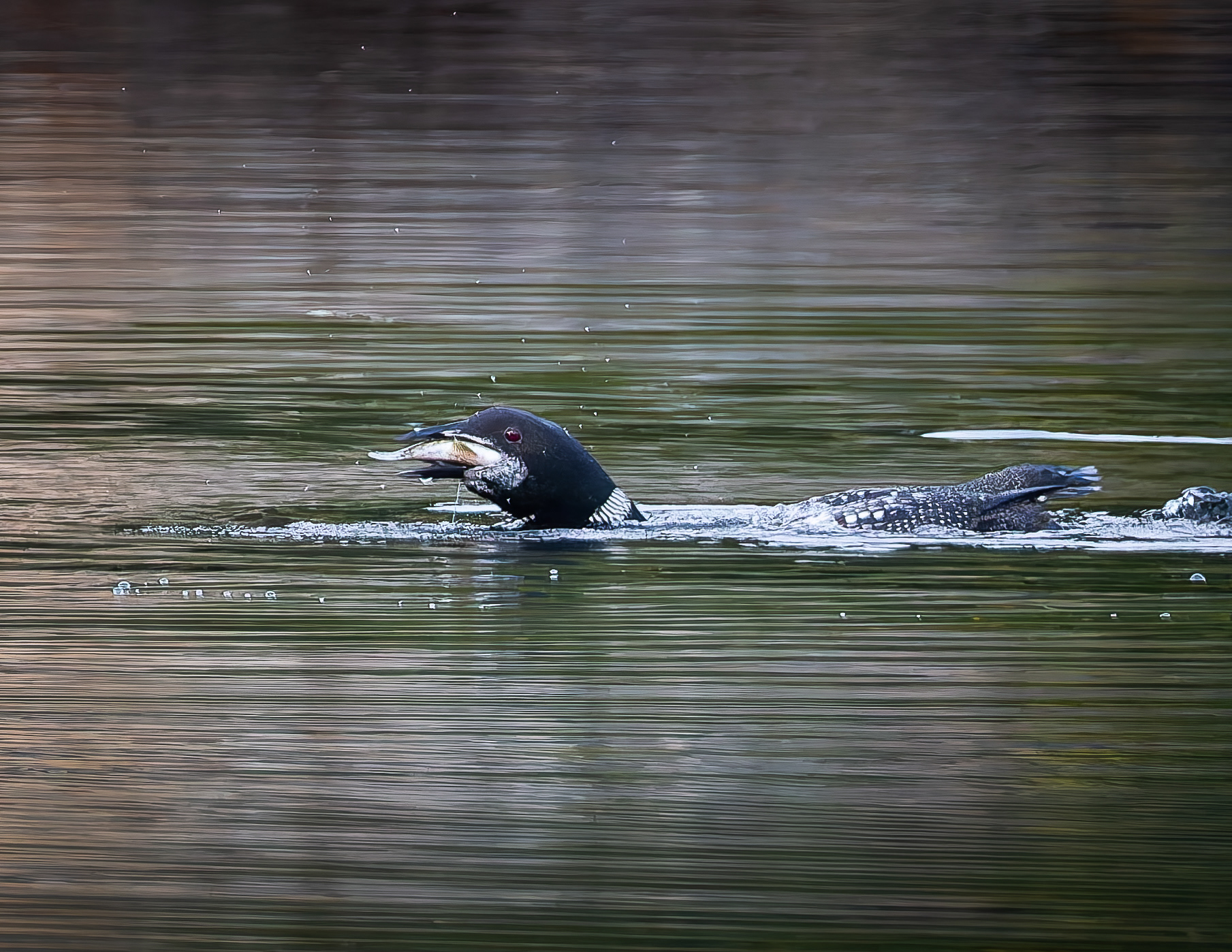 Common Loon No1