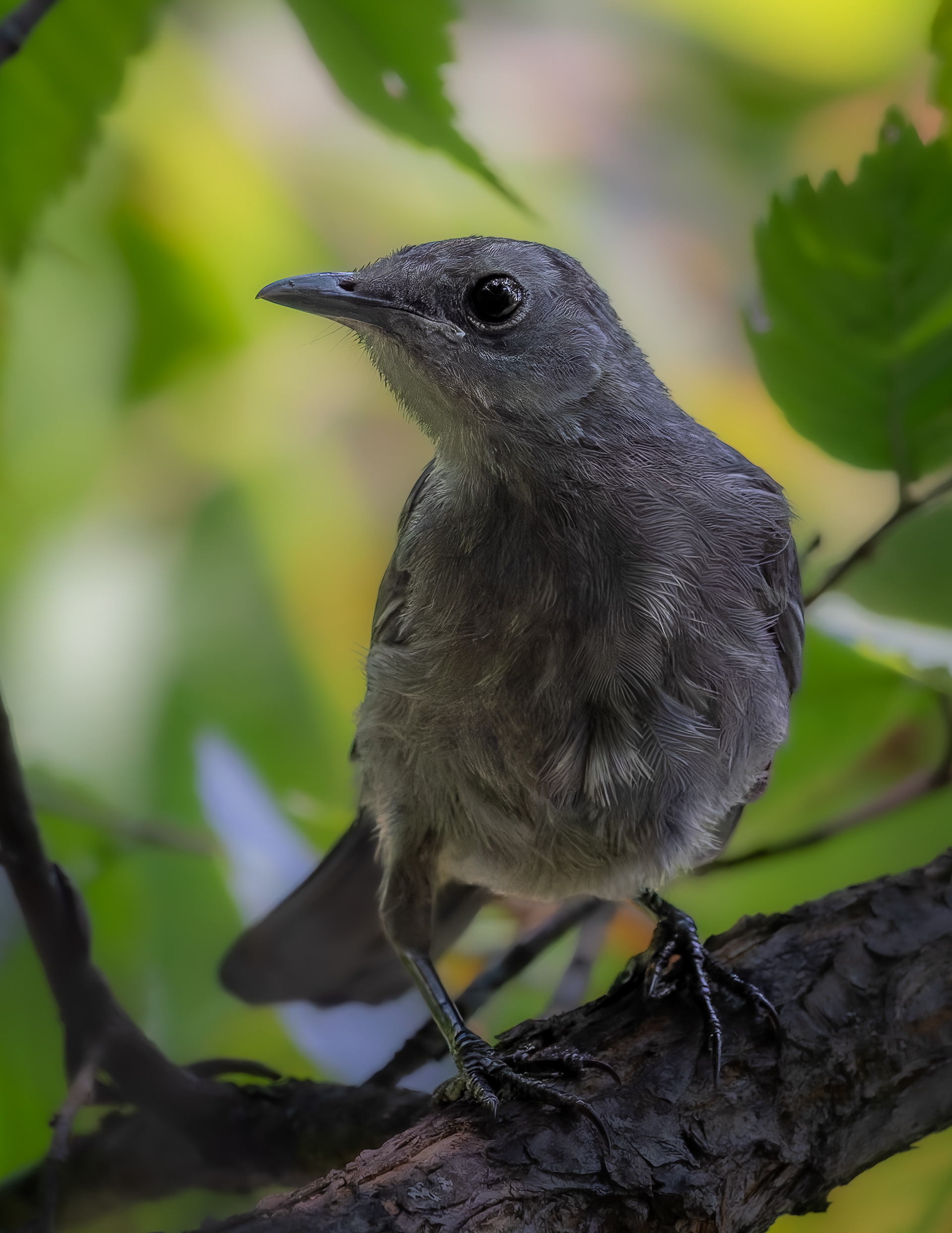 Catbird No3