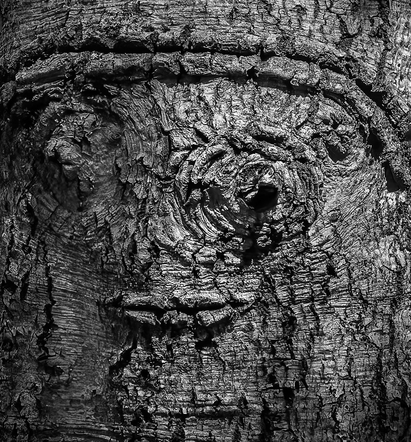 Face in the Bark