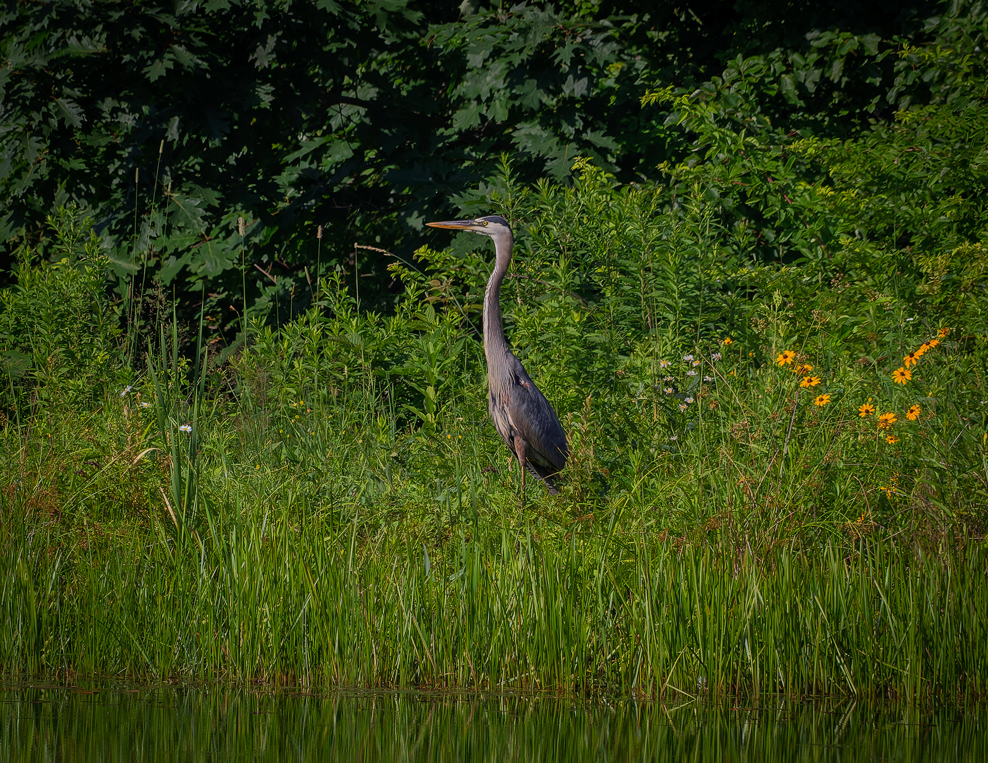 Great Blue Heron No2