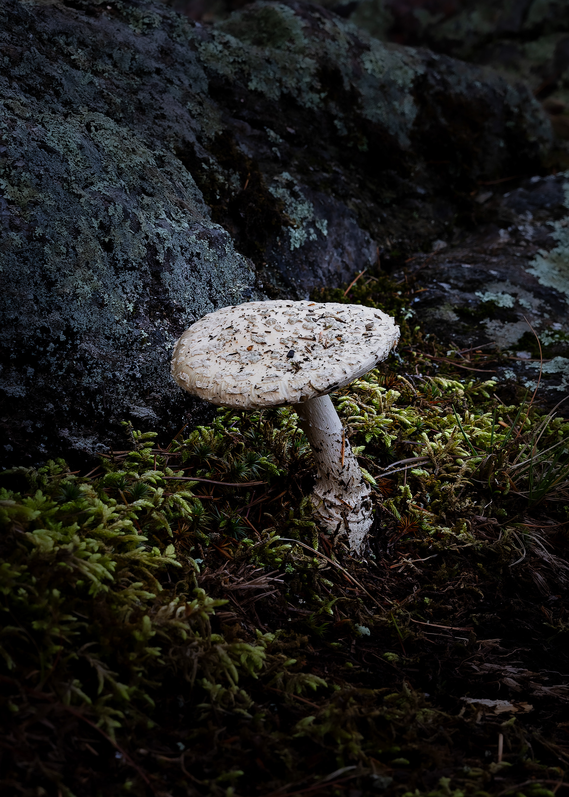 Mushroom in Cplor