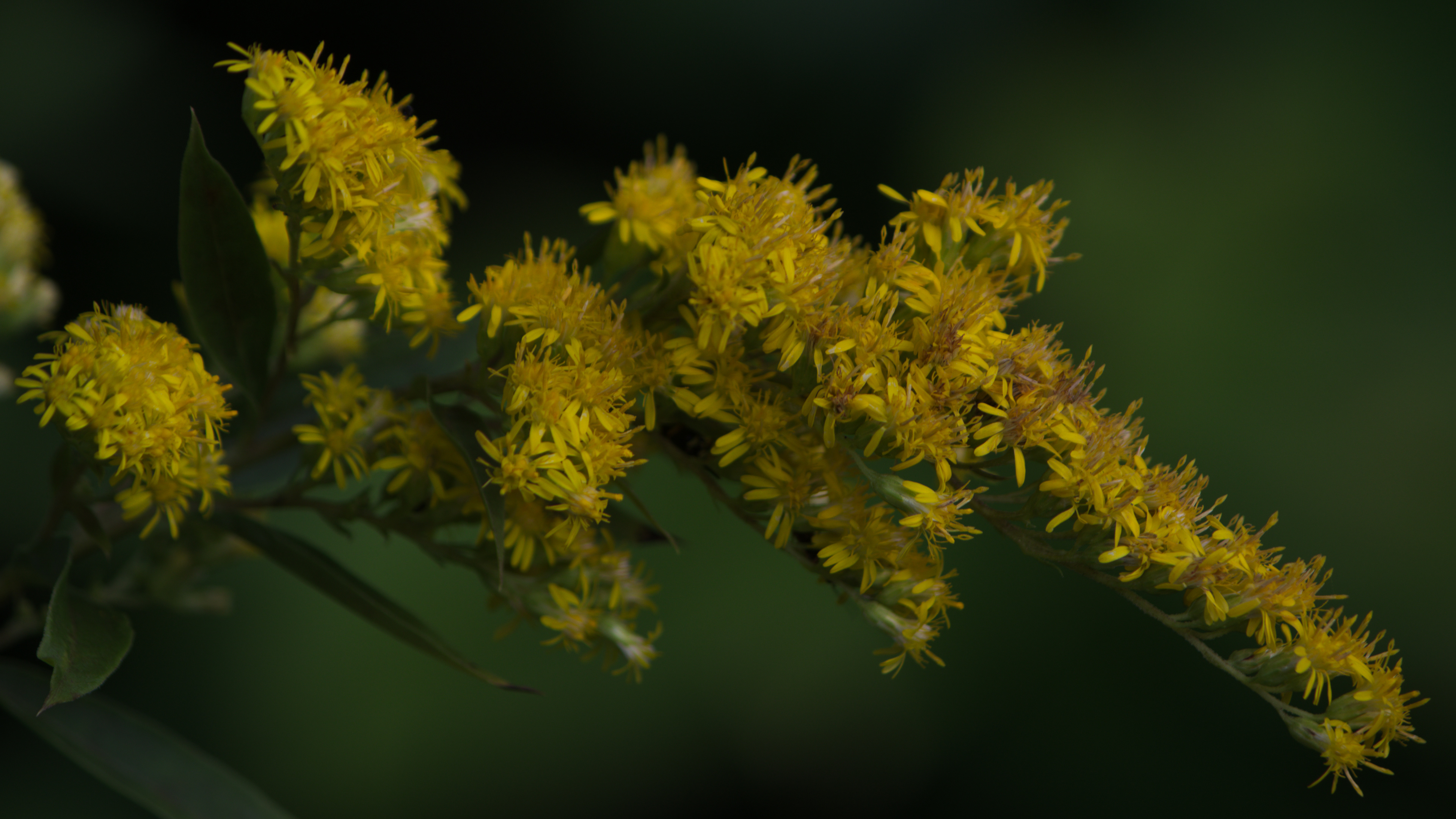 Goldenrod