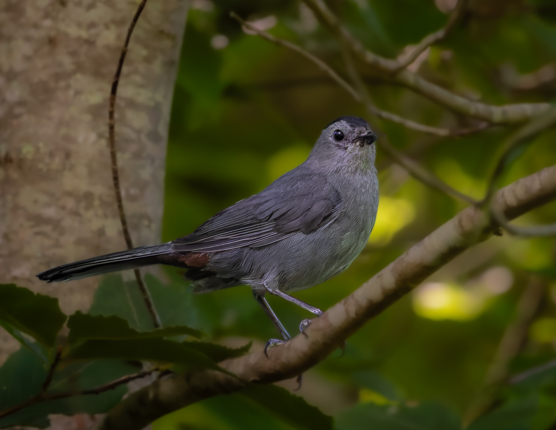 Catbird No2 - July 31, 2026
