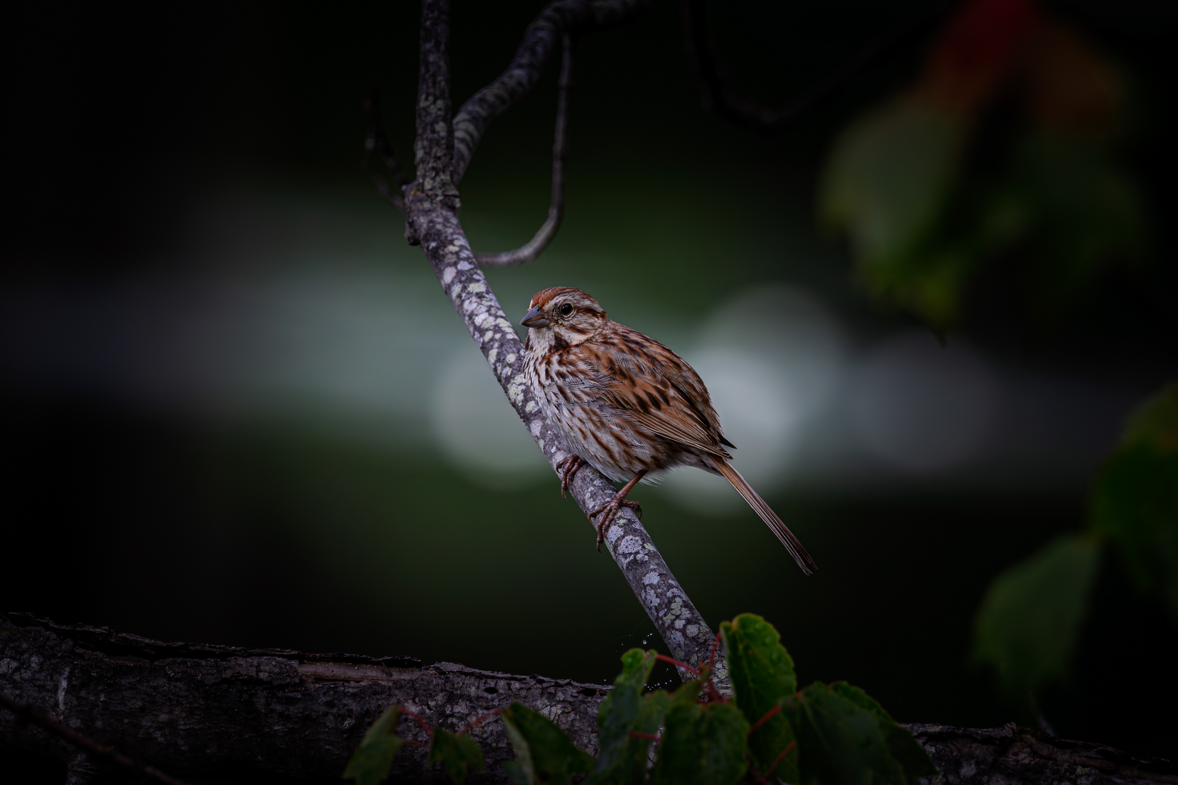 Song Sparrow No4