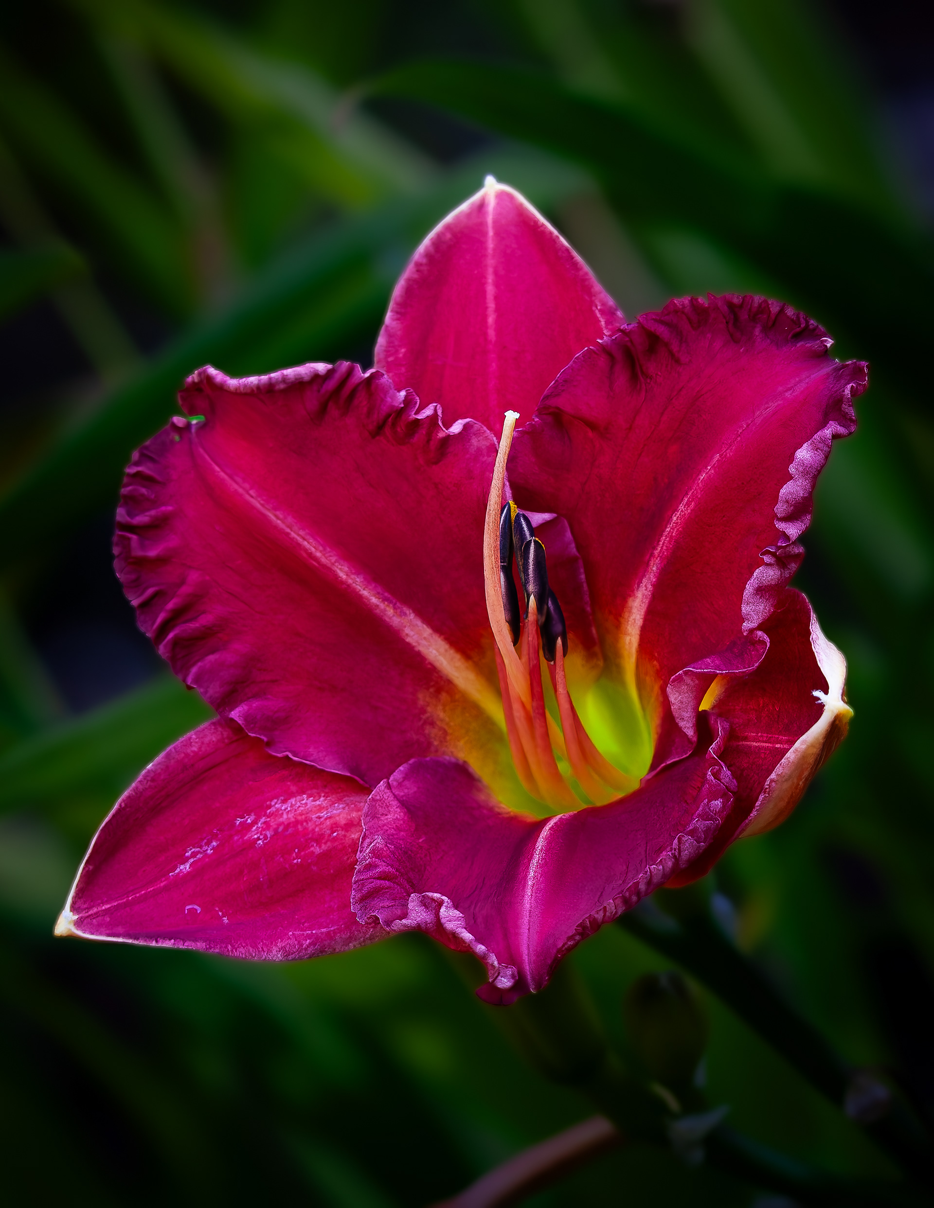 Earlybird Cardinal Daylily No1
